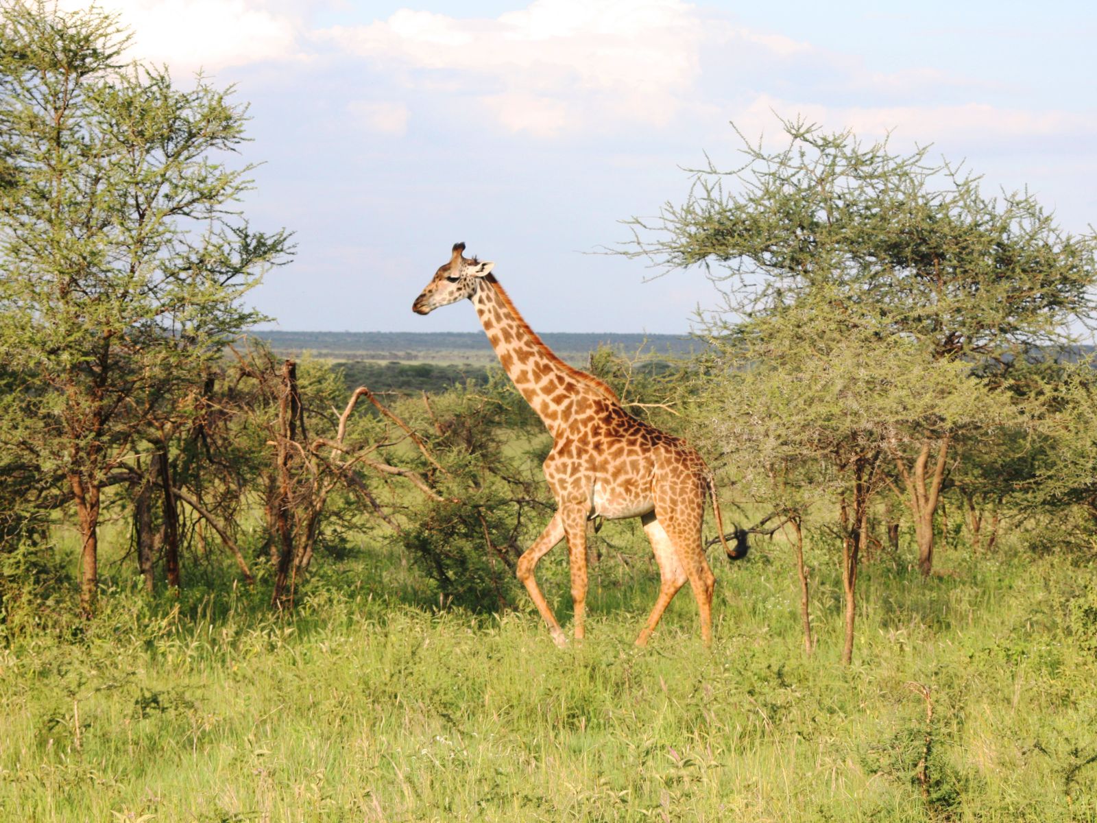 Rondreis Tanzania, Serengeti, Giraffe