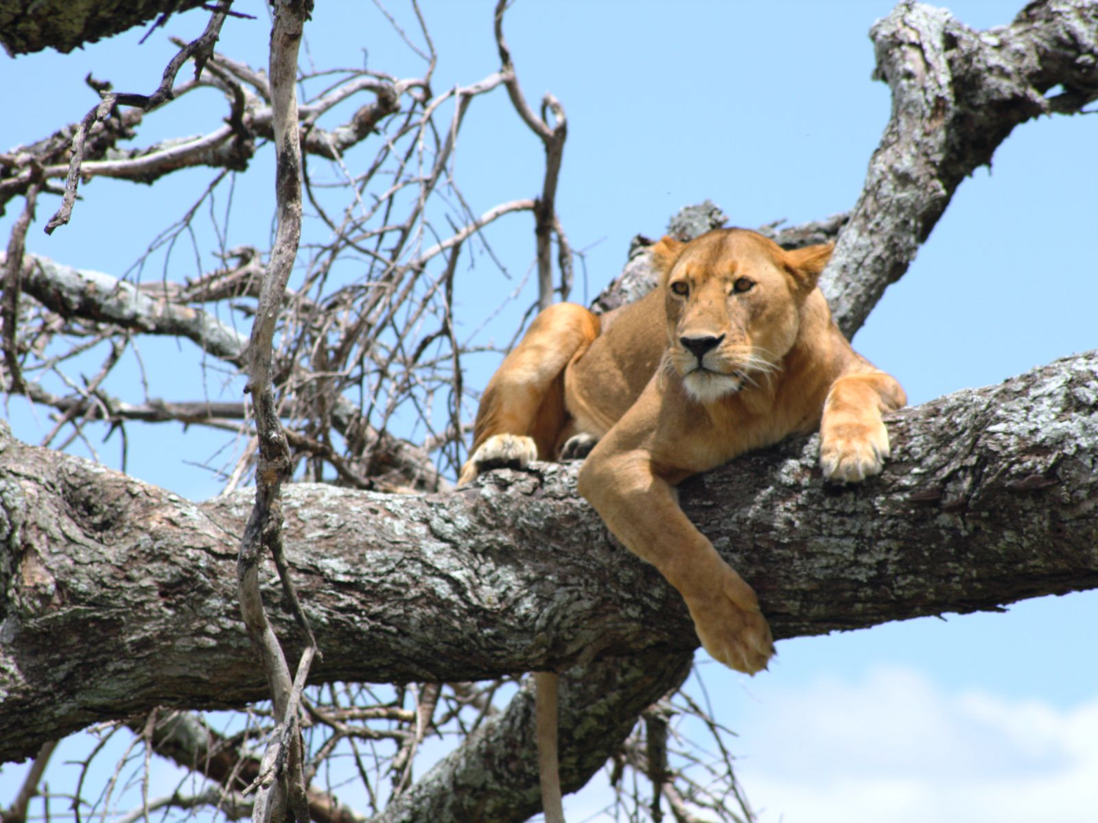 Rondreis Tanzania, Serengeti, boomleeuw