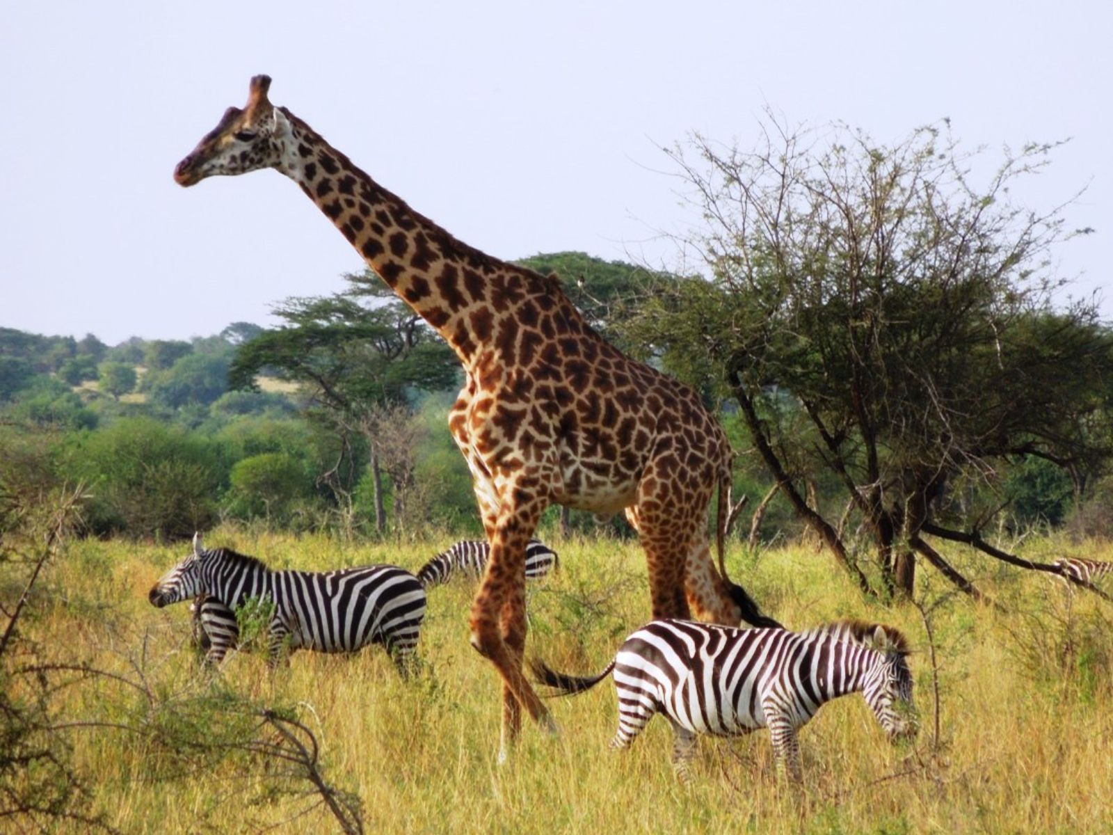 Rondreis Tanzania, Serengeti, giraffe en zebras