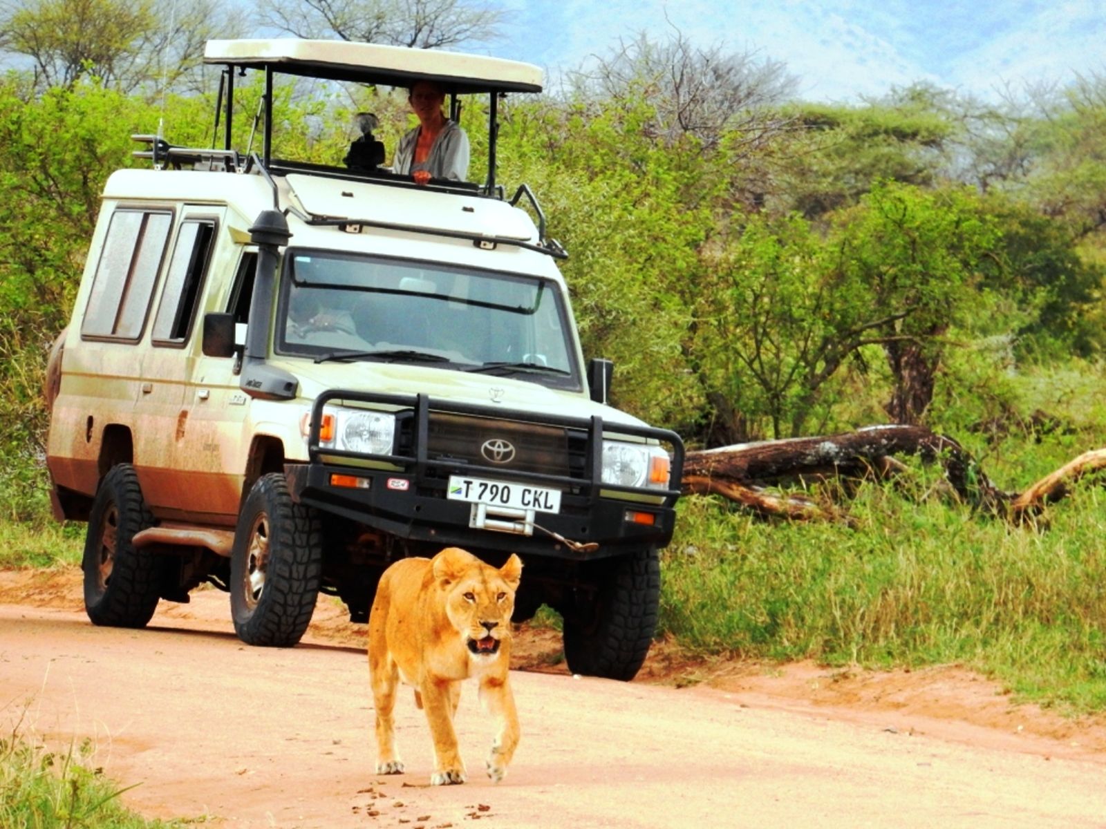 Rondreis Tanzania, Serengeti, jeep met leeuw