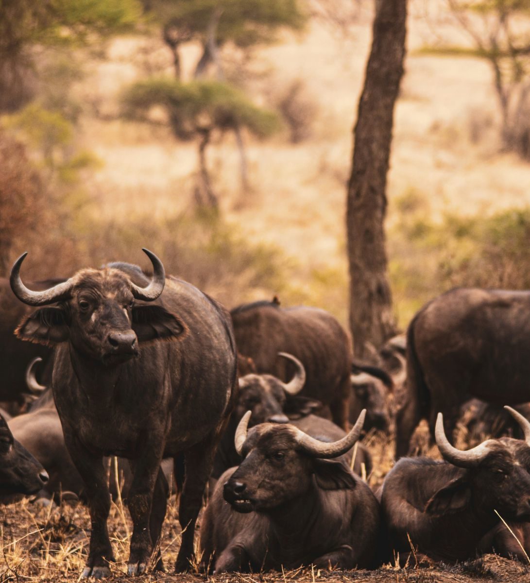 Rondreis Tanzania, Serengeti, kudde buffalo