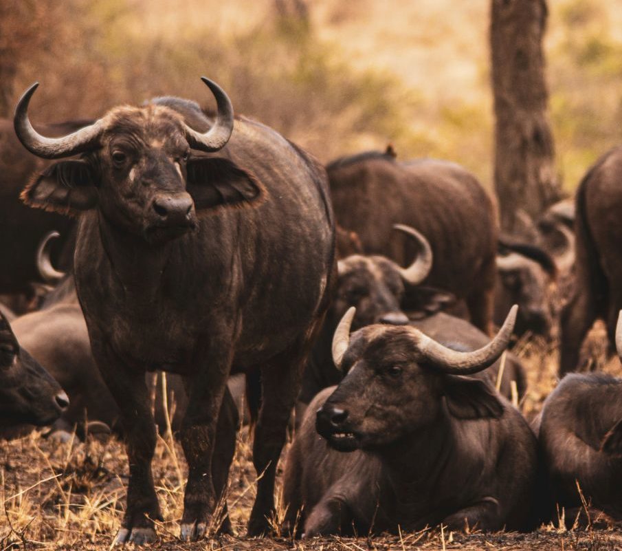 Rondreis Tanzania, Serengeti, kudde buffalo