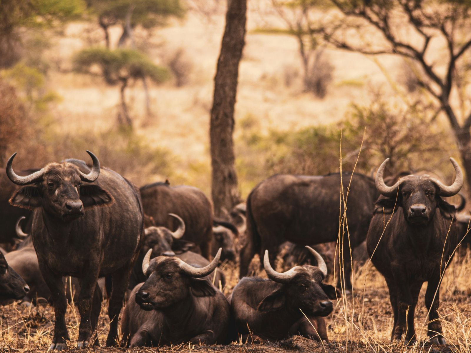 Rondreis Tanzania, Serengeti, kudde buffalo