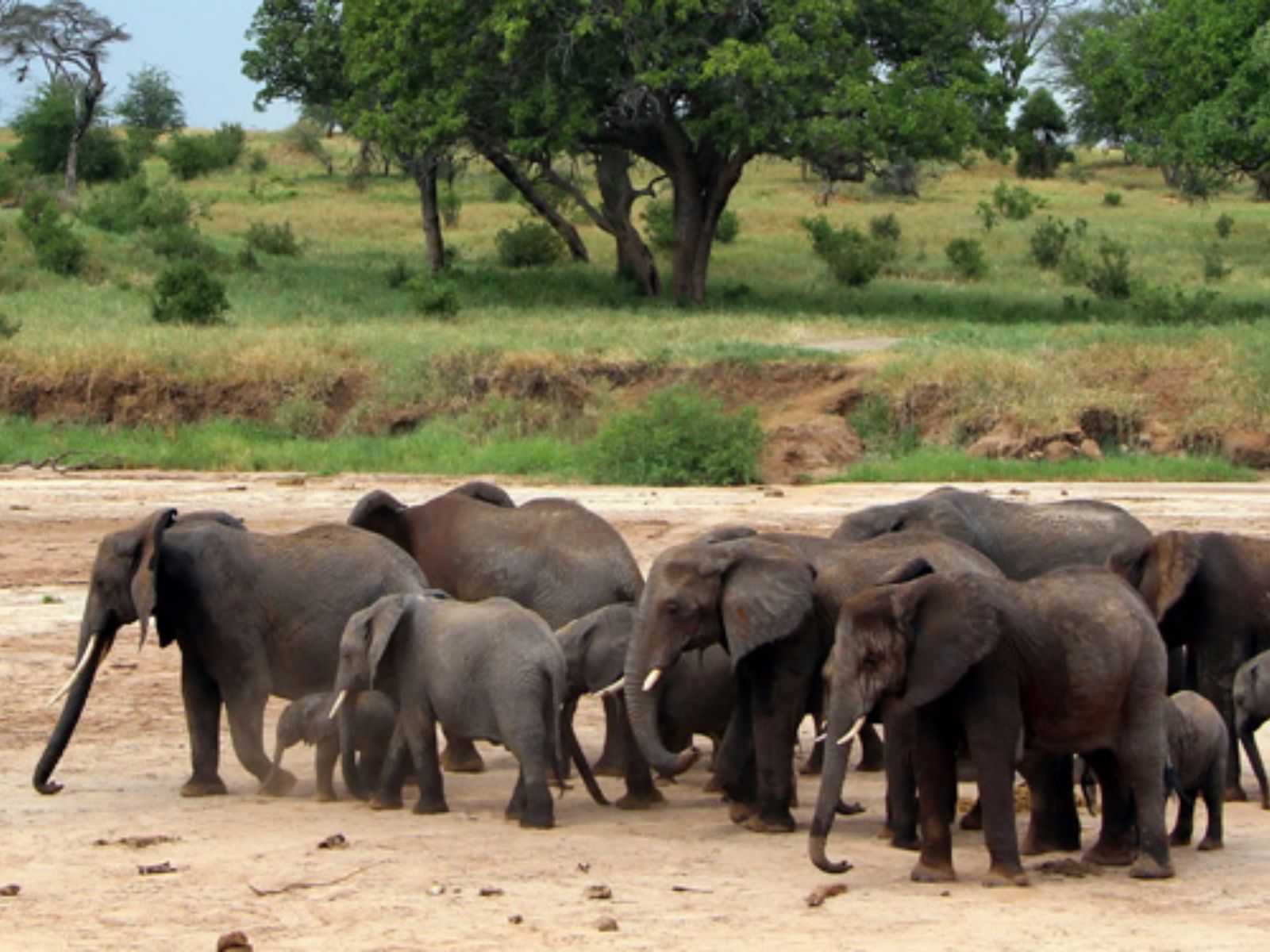 Rondreis Tanzania, Tarangire National Park, Kudde Olifanten