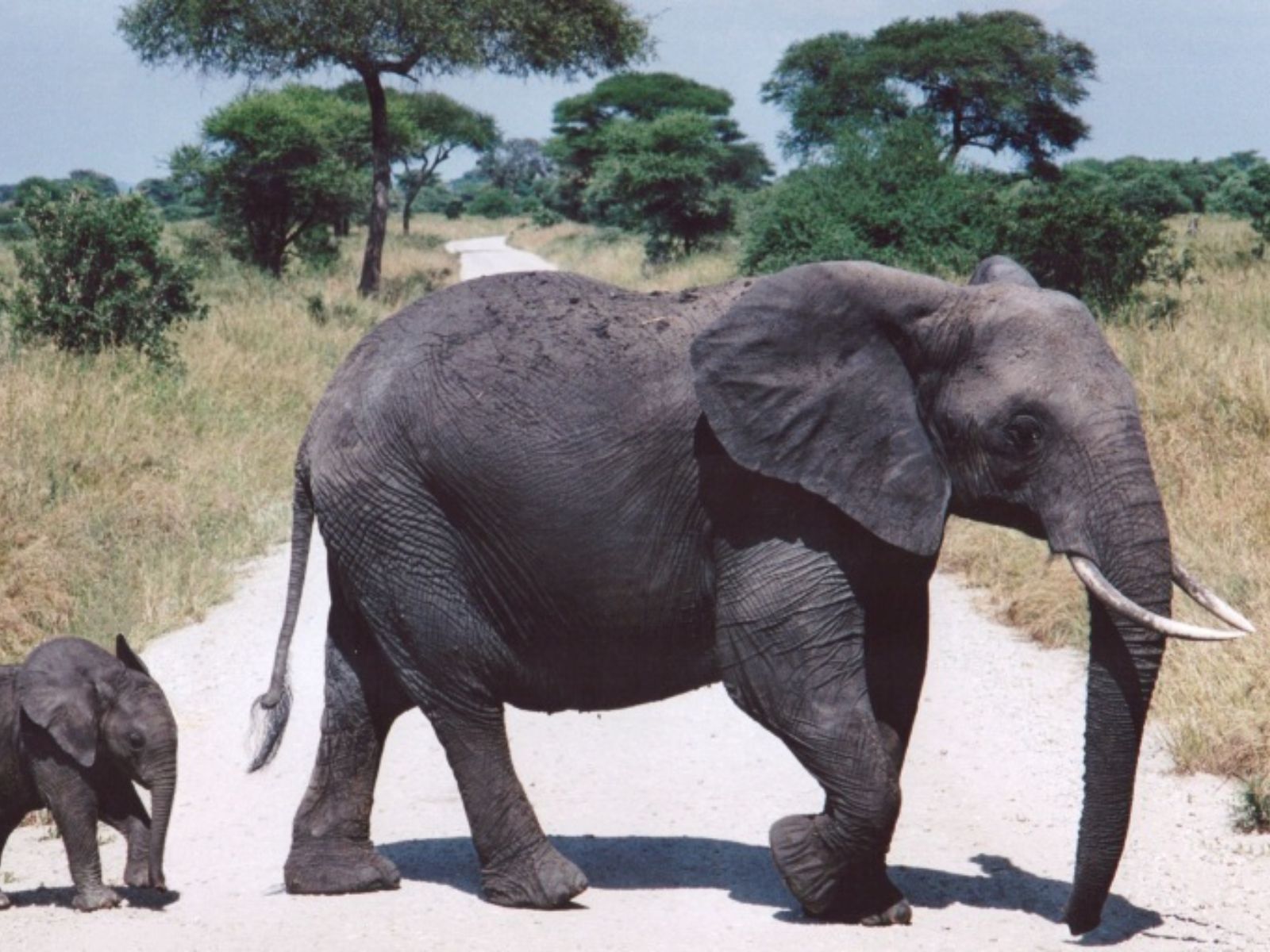 Rondreis Tanzania, Tarangire National Park, Olifanten