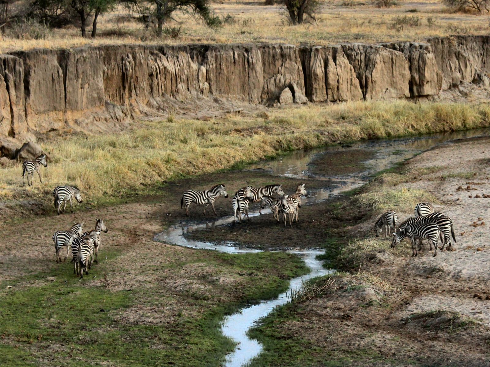 Rondreis Tanzania, Tarangire National Park, Zebra's
