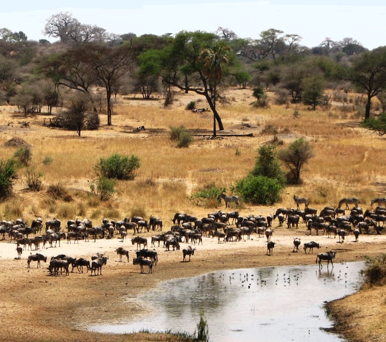 Rondreis Tanzania, Tarangire National Park, kudde gnoes