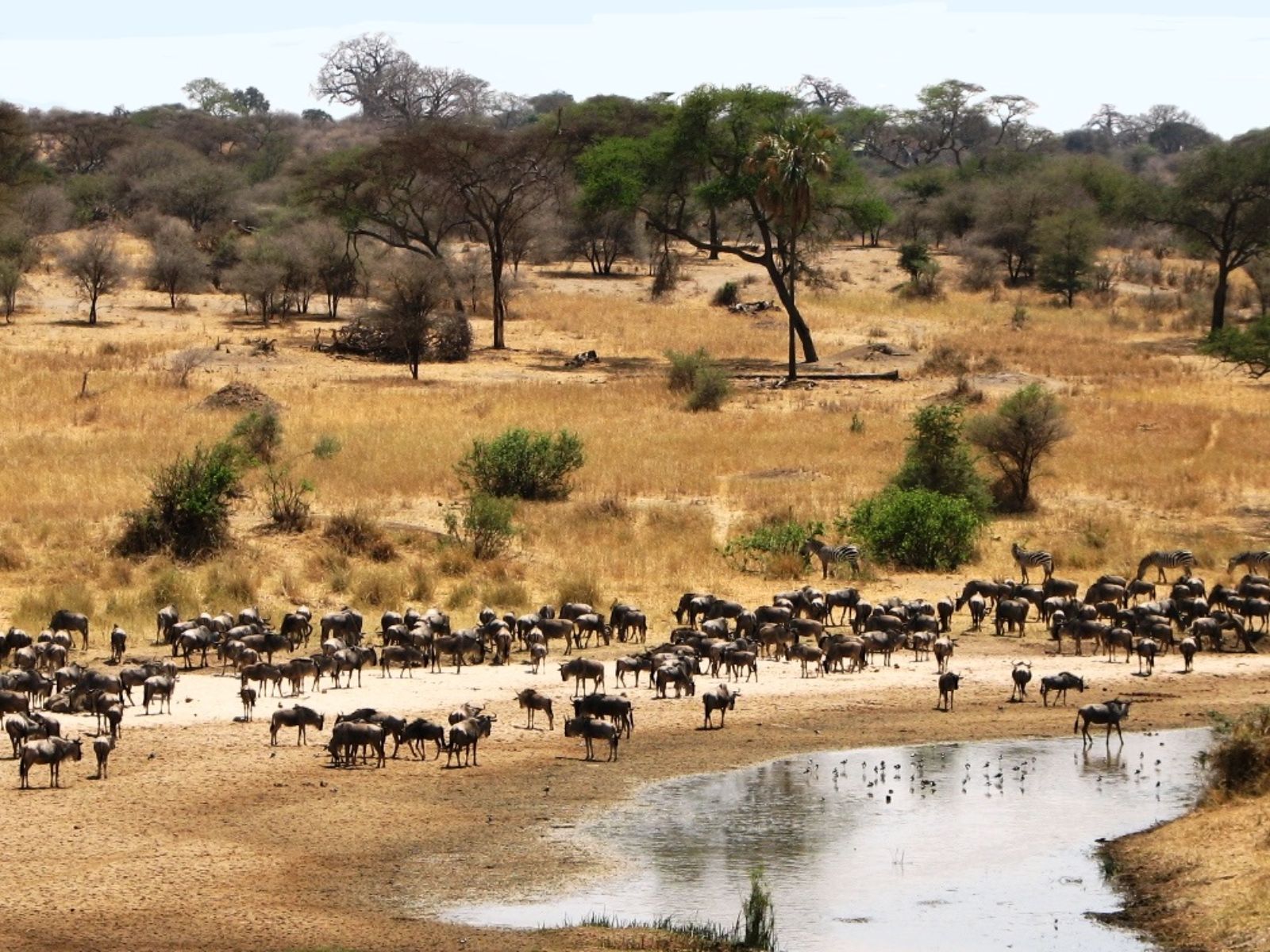 Rondreis Tanzania, Tarangire National Park, kudde gnoes