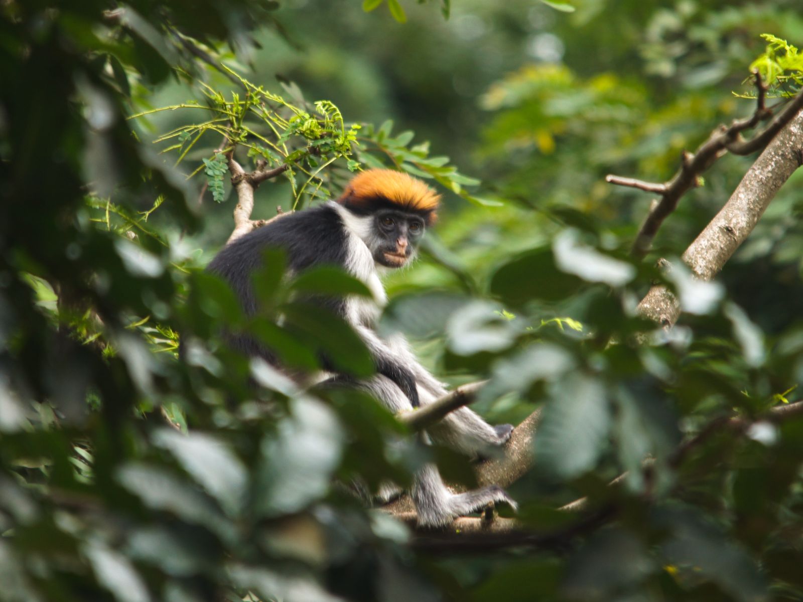 Rondreis Tanzania, Udzunga National Park, colobusaapje in de boom