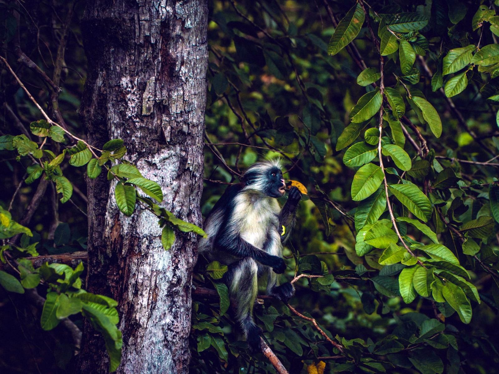 Rondreis Tanzania, Zanzibar, Jozani forest app