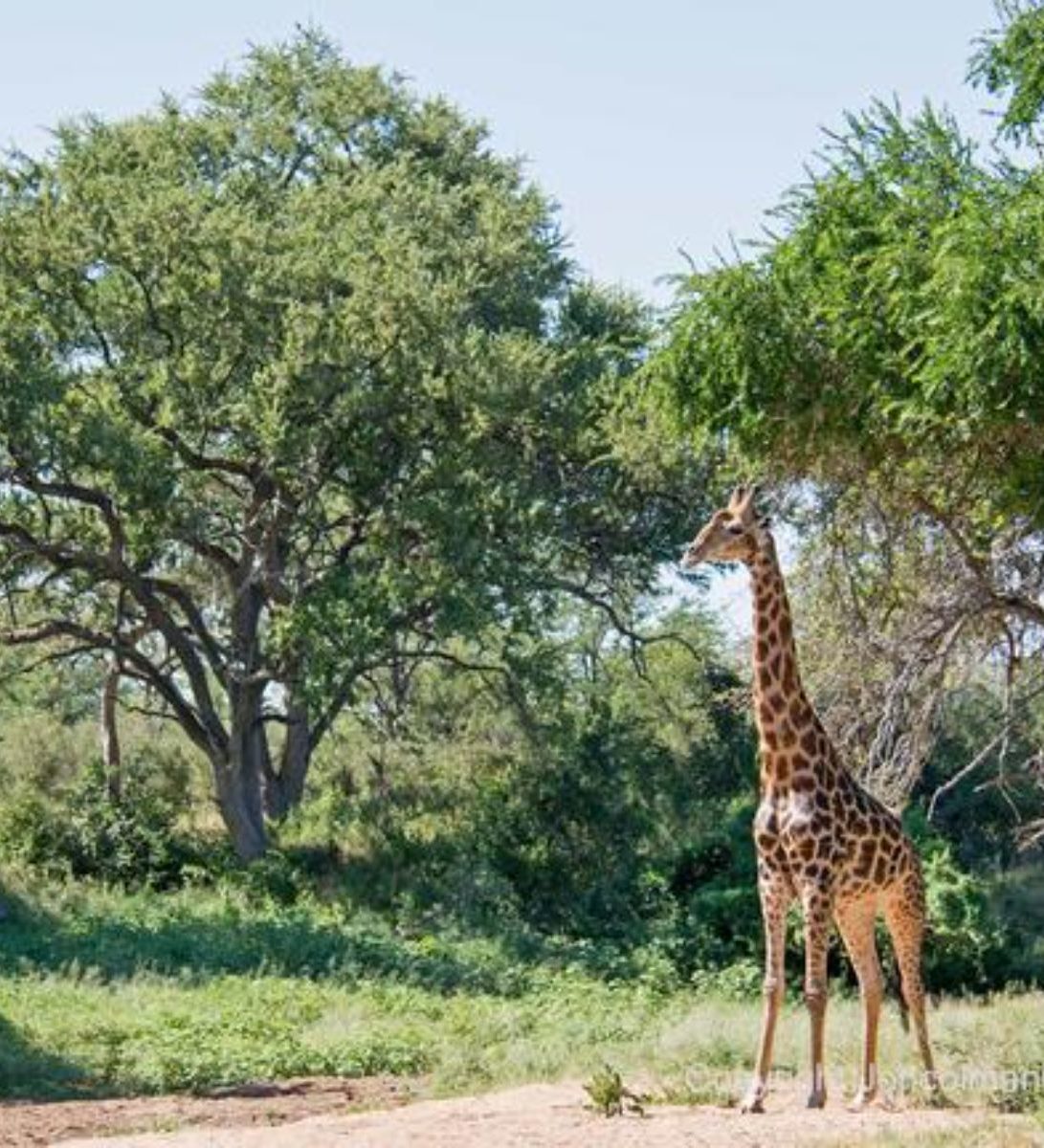 Rondreis Zuid-Afrika, Abelana Game Reserve, Giraffe