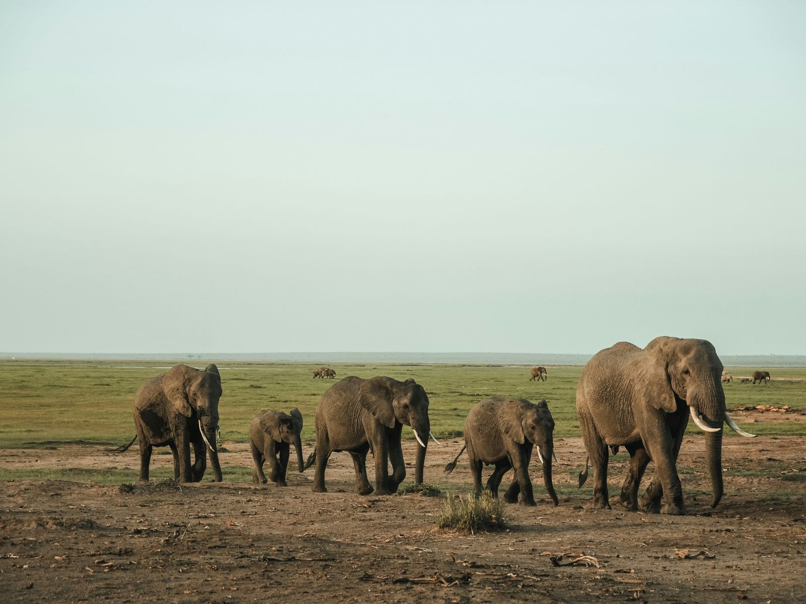 Rondreis Zuid-Afrika, Addo National Park, Kudde olifanten