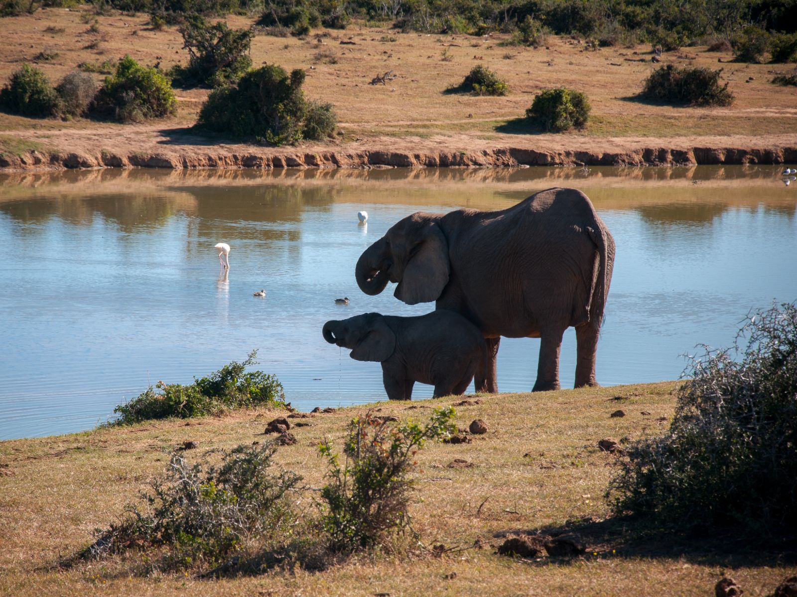 Rondreis Zuid-Afrika, Addo National Park, Olifanten bad