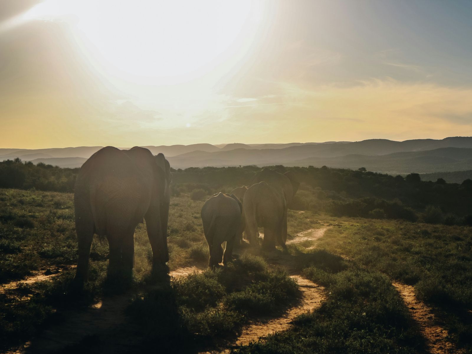 Rondreis Zuid-Afrika, Addo National Park, Olifanten op een pad met zonsondergang