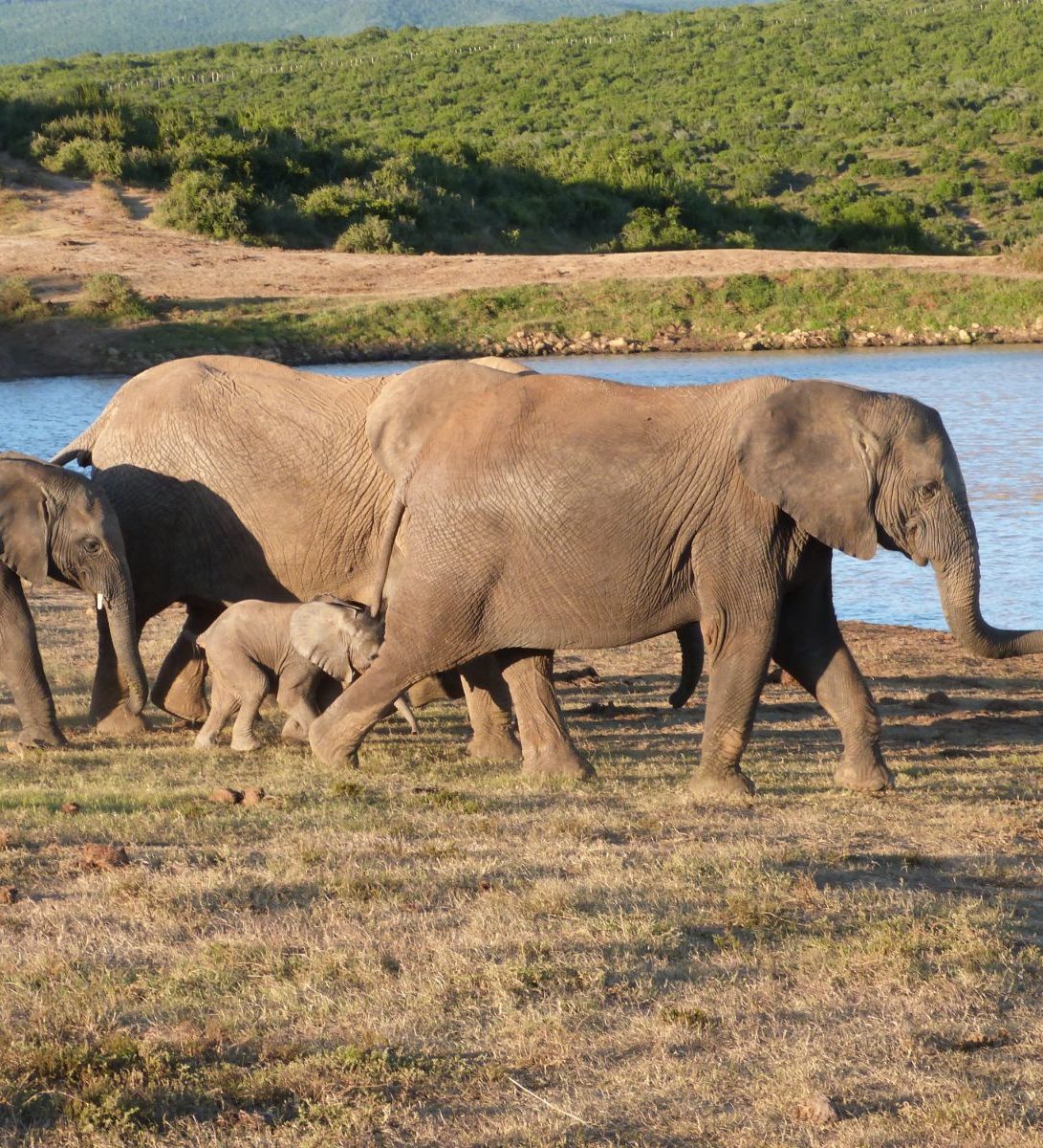 Rondreis Zuid-Afrika, Addo National Park, groep olifanten