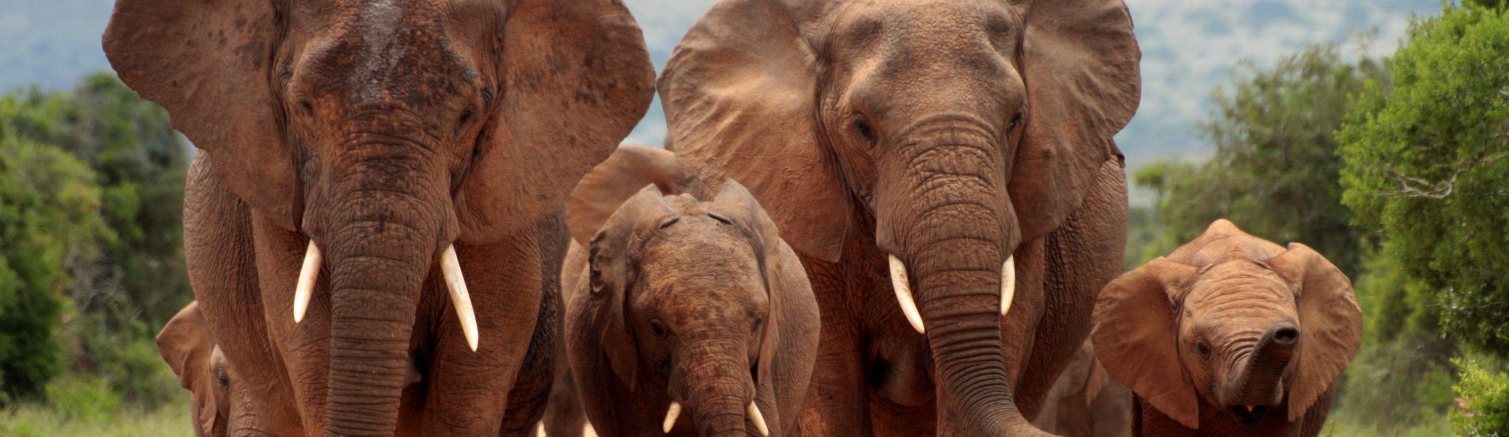 Rondreis Zuid-Afrika, Addo National Park, groep olifanten header