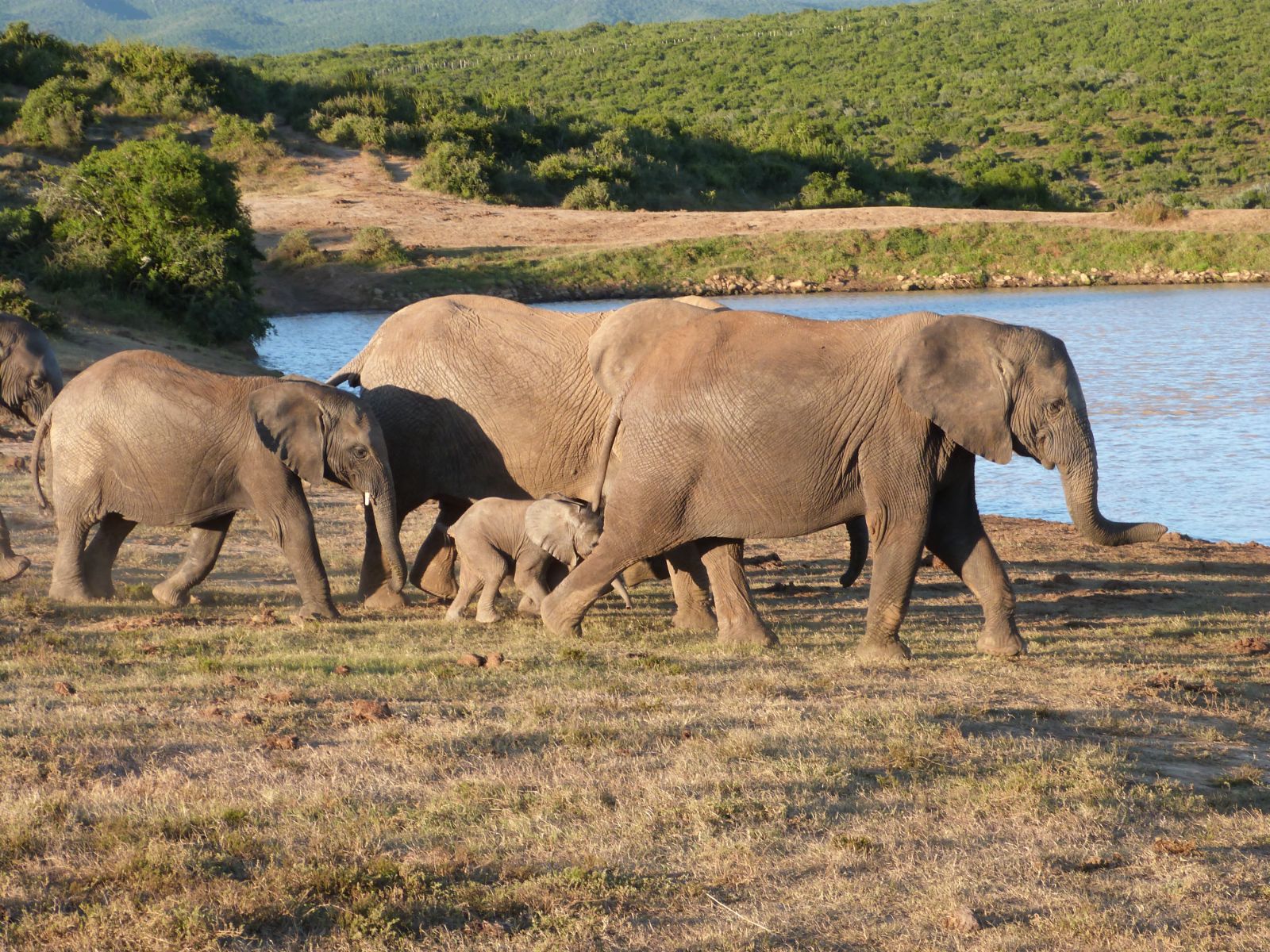 Rondreis Zuid-Afrika, Addo National Park, groep olifanten