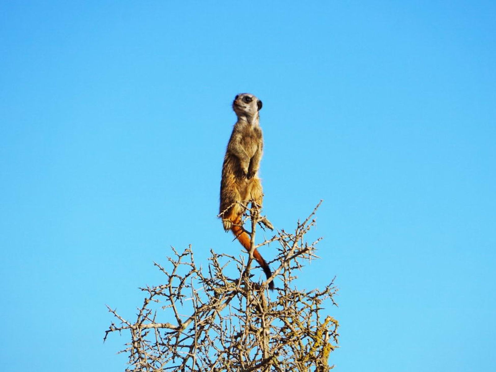 Rondreis Zuid-Afrika, Addo National Park, meerkat