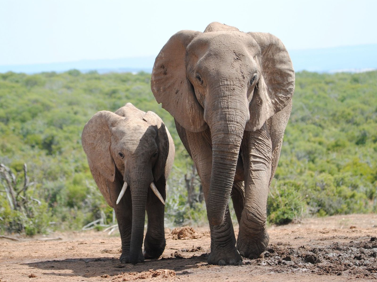 Rondreis Zuid-Afrika, Addo National Park, twee olifanten