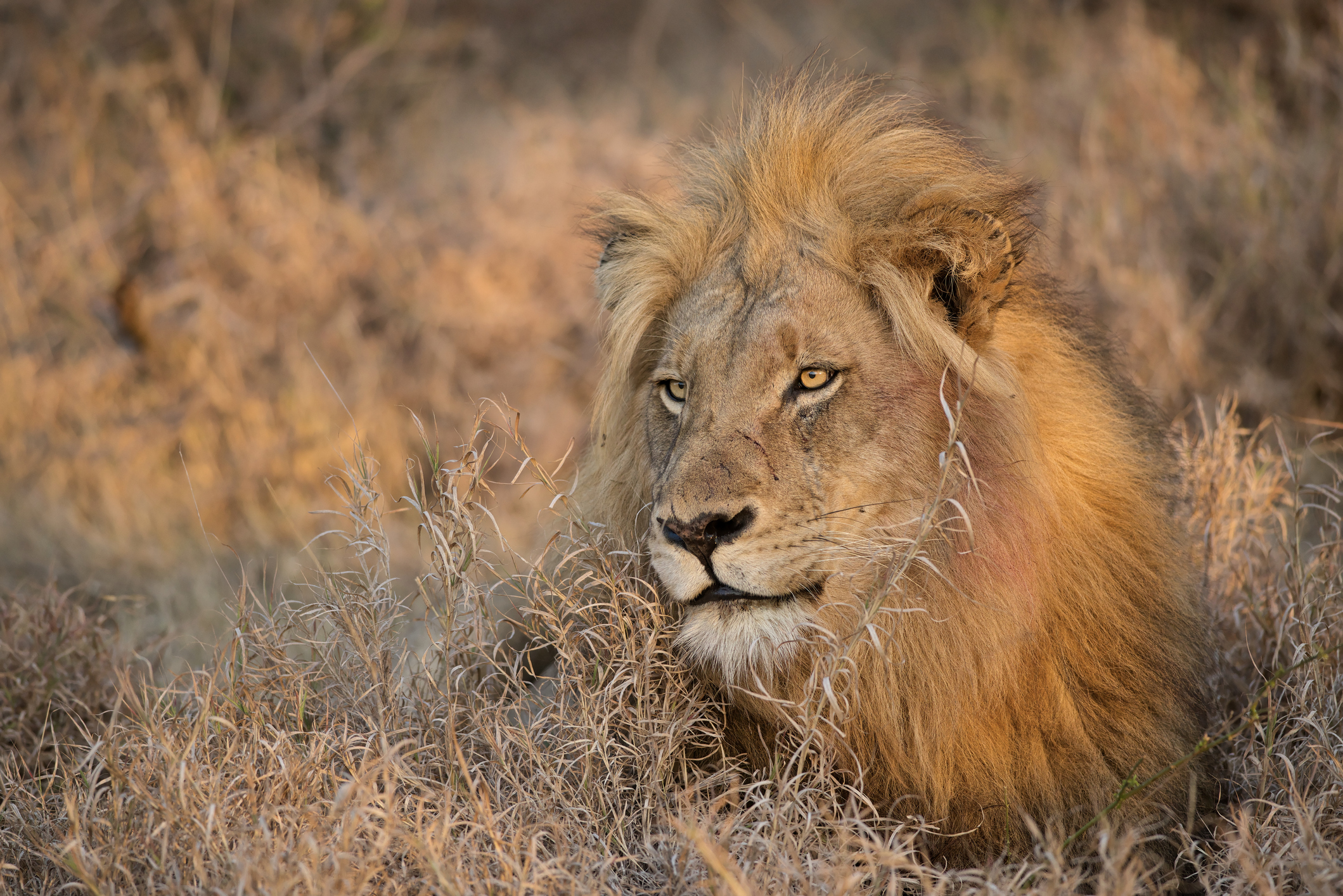 Morning Lion, Balule Reserve, South Africa