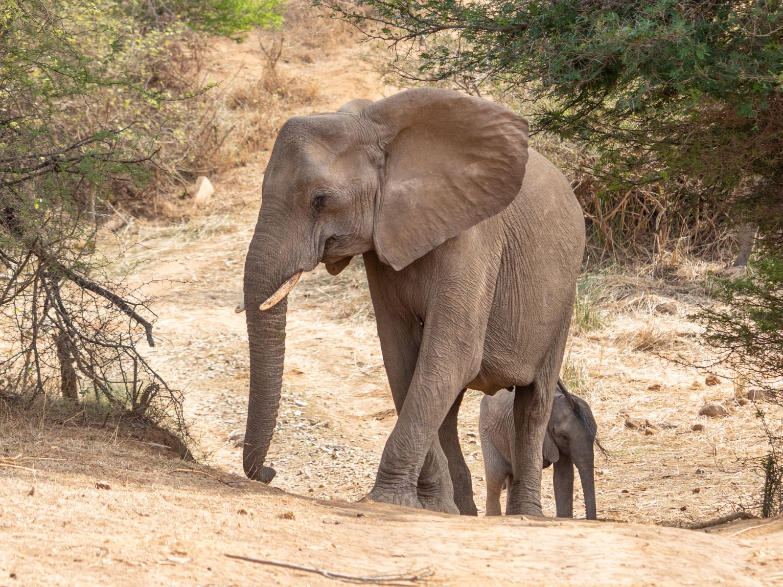 Rondreis Zuid-Afrika, Balule Game Reserve, olifanten