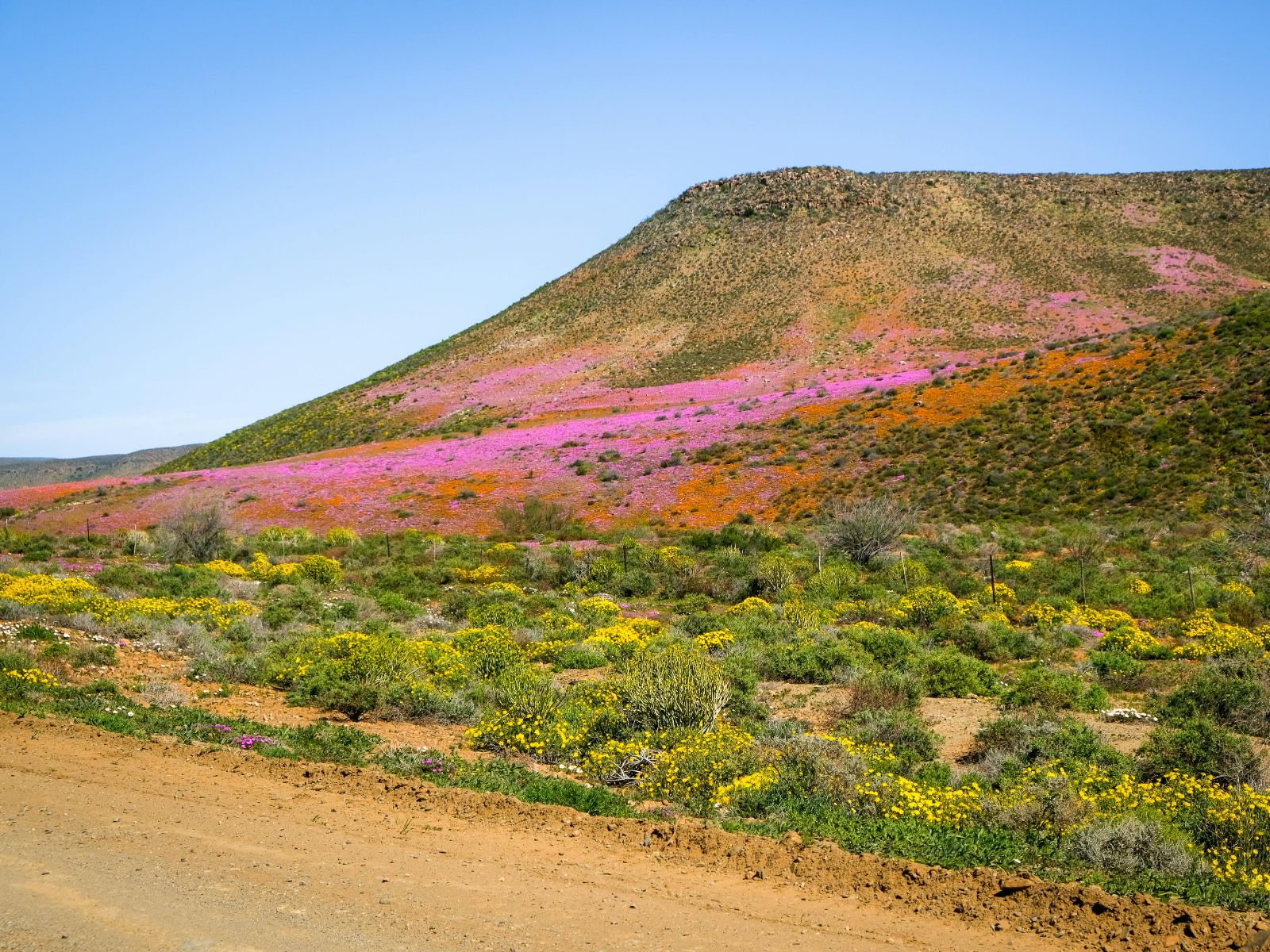 Rondreis Zuid-Afrika, Clanwilliam, bloemenveld aan de weg