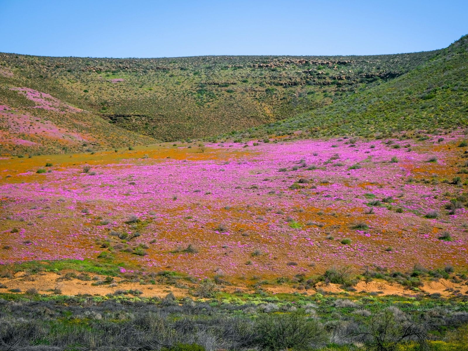 Rondreis Zuid-Afrika, Clanwilliam, bloemenveld