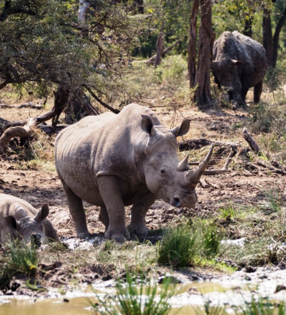 Rondreis Zuid-Afrika, Hluhluwe, Neushoorns in modder