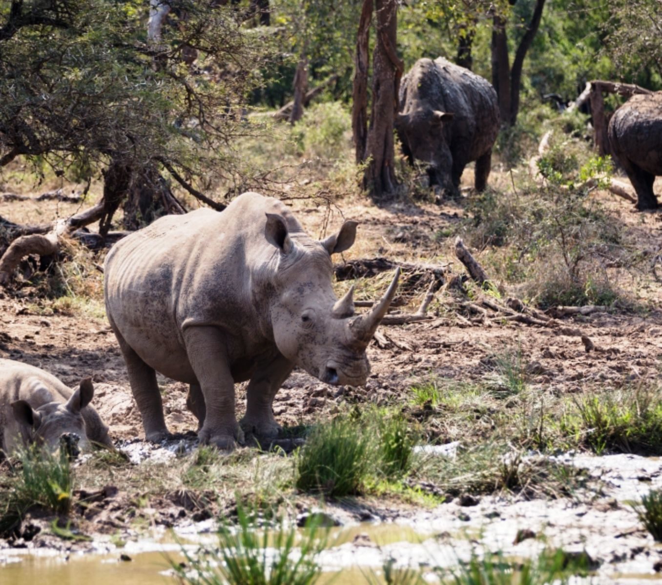 Rondreis Zuid-Afrika, Hluhluwe, Neushoorns in modder