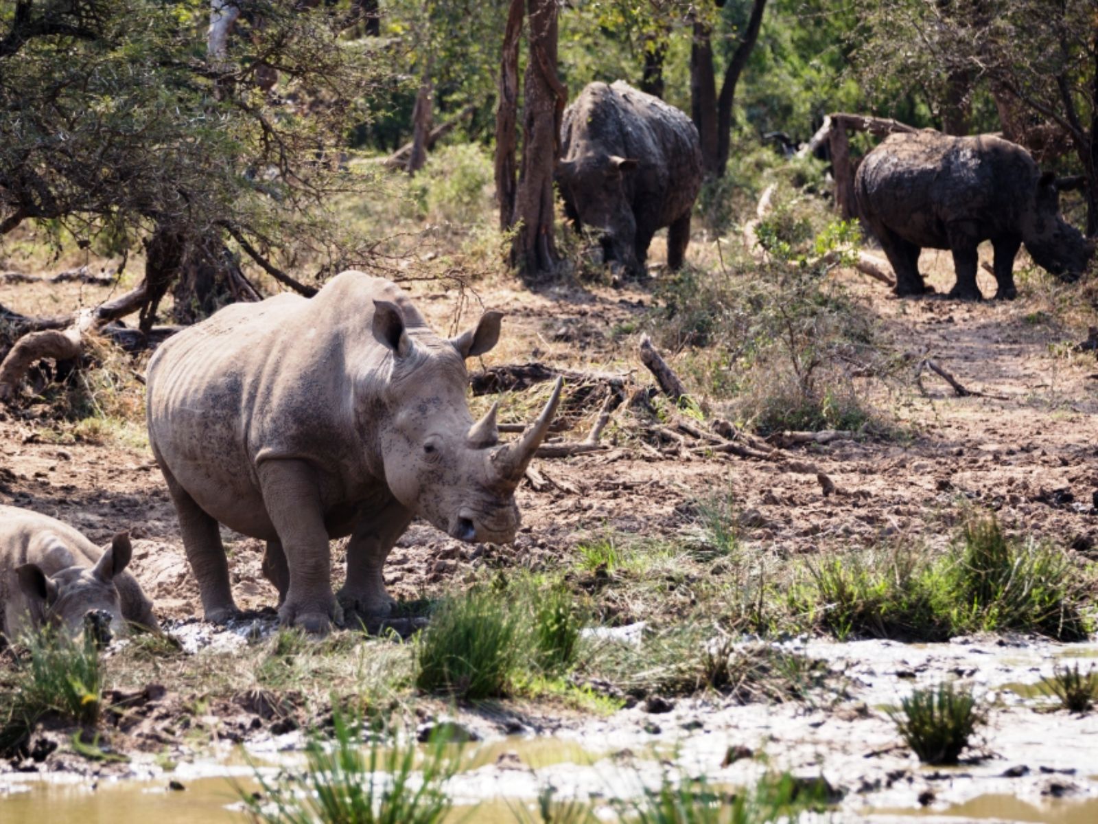 Rondreis Zuid-Afrika, Hluhluwe, Neushoorns in modder