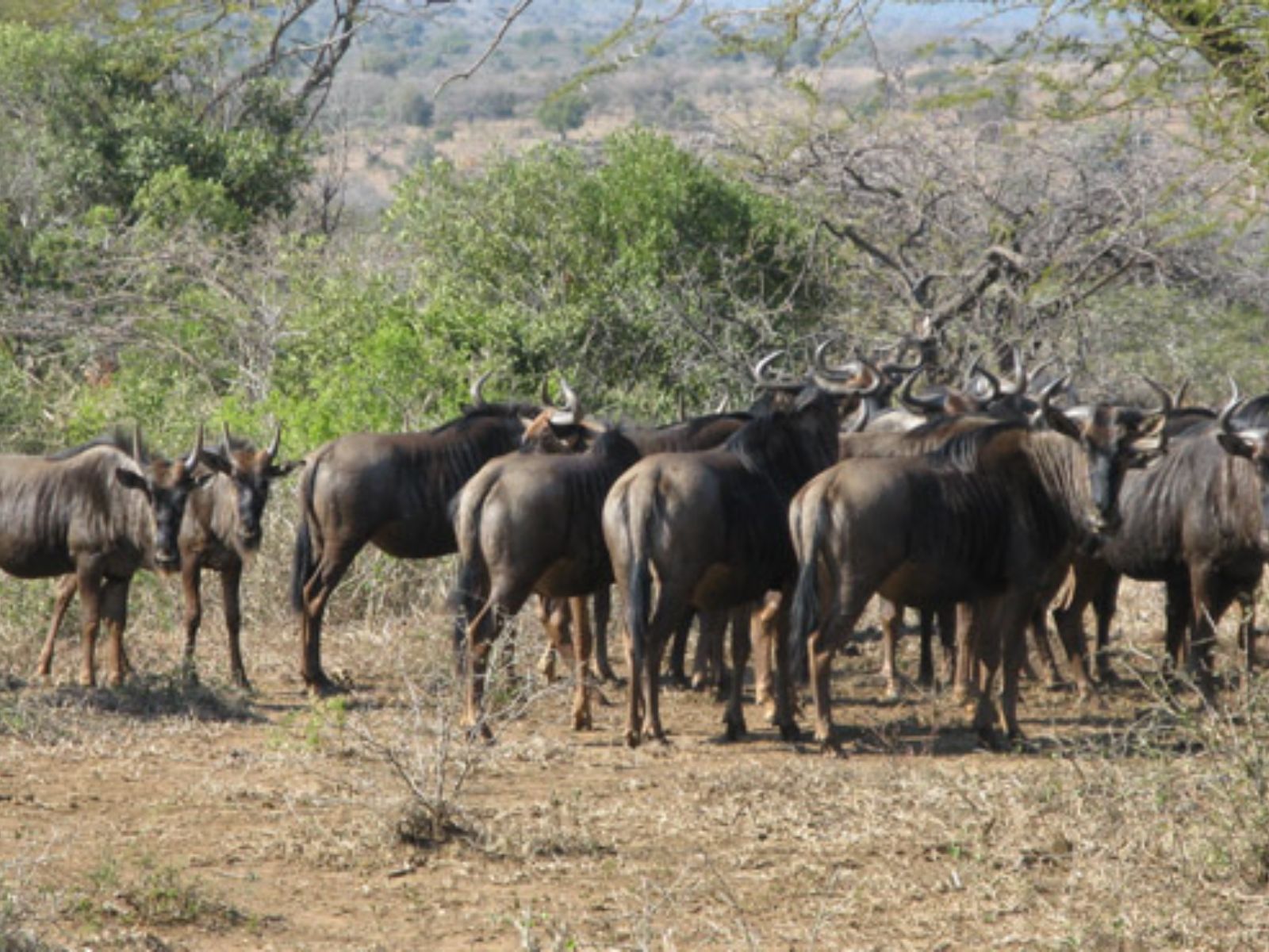 Rondreis Zuid-Afrika, Hluhluwe, Wildebeesten