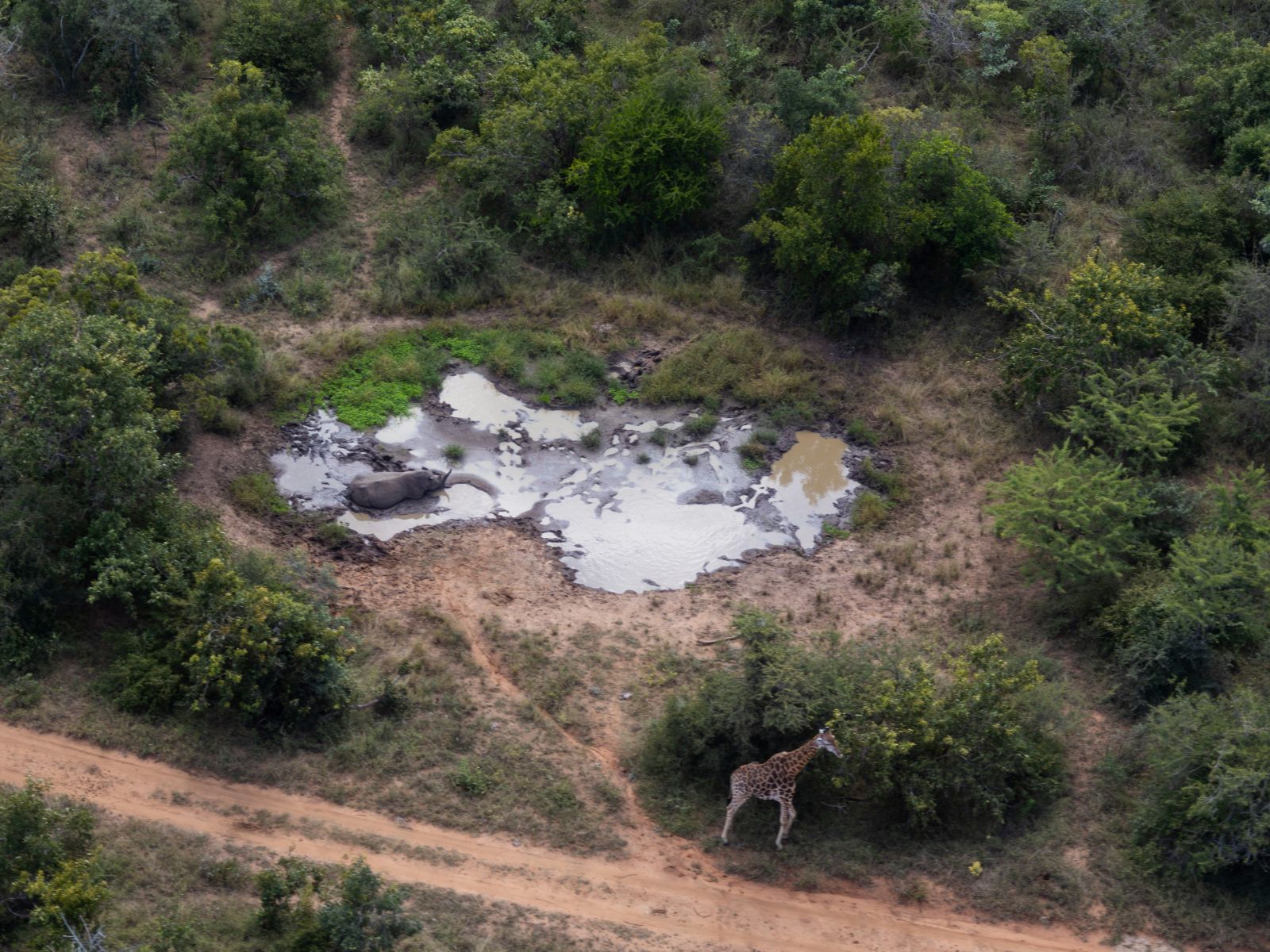 Rondreis Zuid- Afrika, Hoedspruit, bovenaanzicht vallei, neushoorn en giraffe