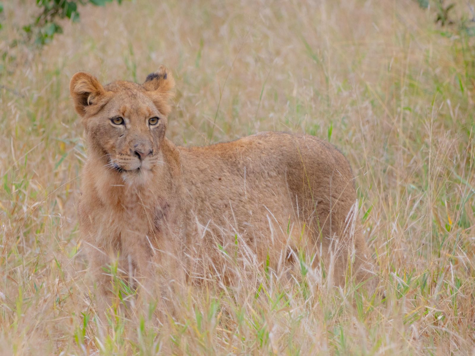 Rondreis Zuid- Afrika, Hoedspruit, leeuwin in hoog gras