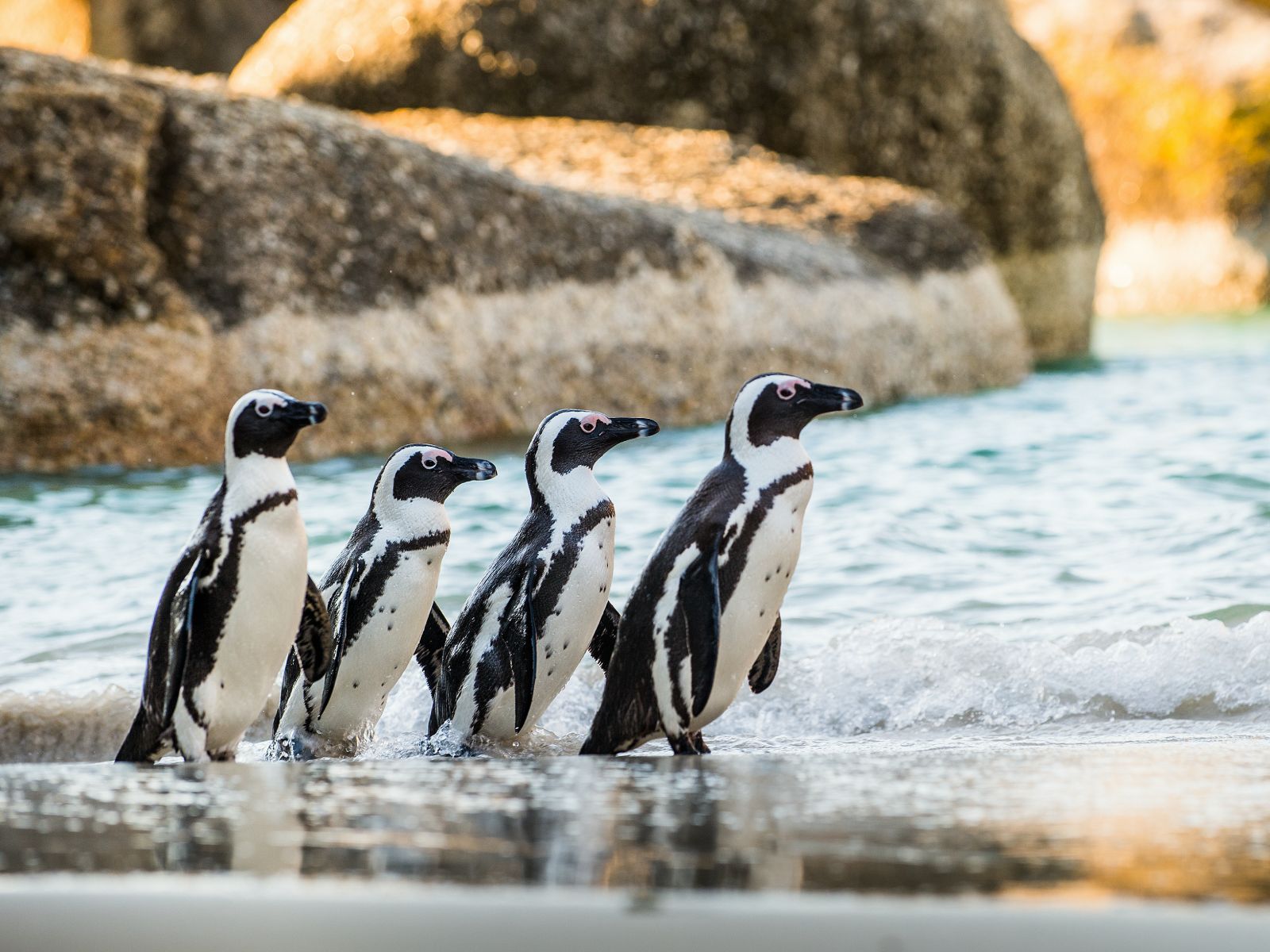 Rondreis Zuid- Afrika, Kaapstad, Pinguins