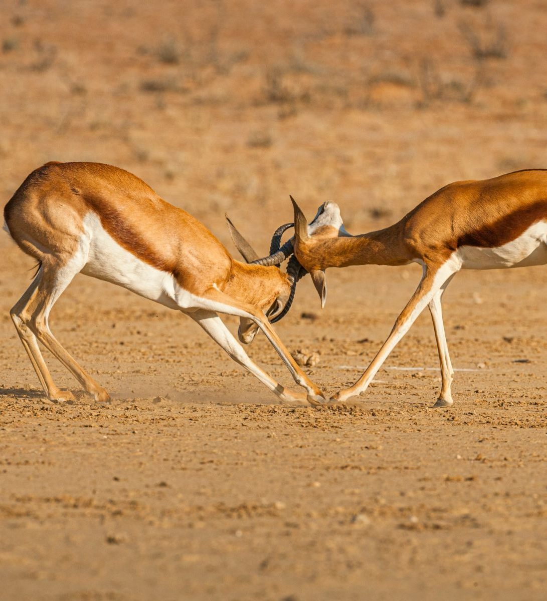 Rondreis Zuid-Afrika, Kgalagadi, 2 steenbokken