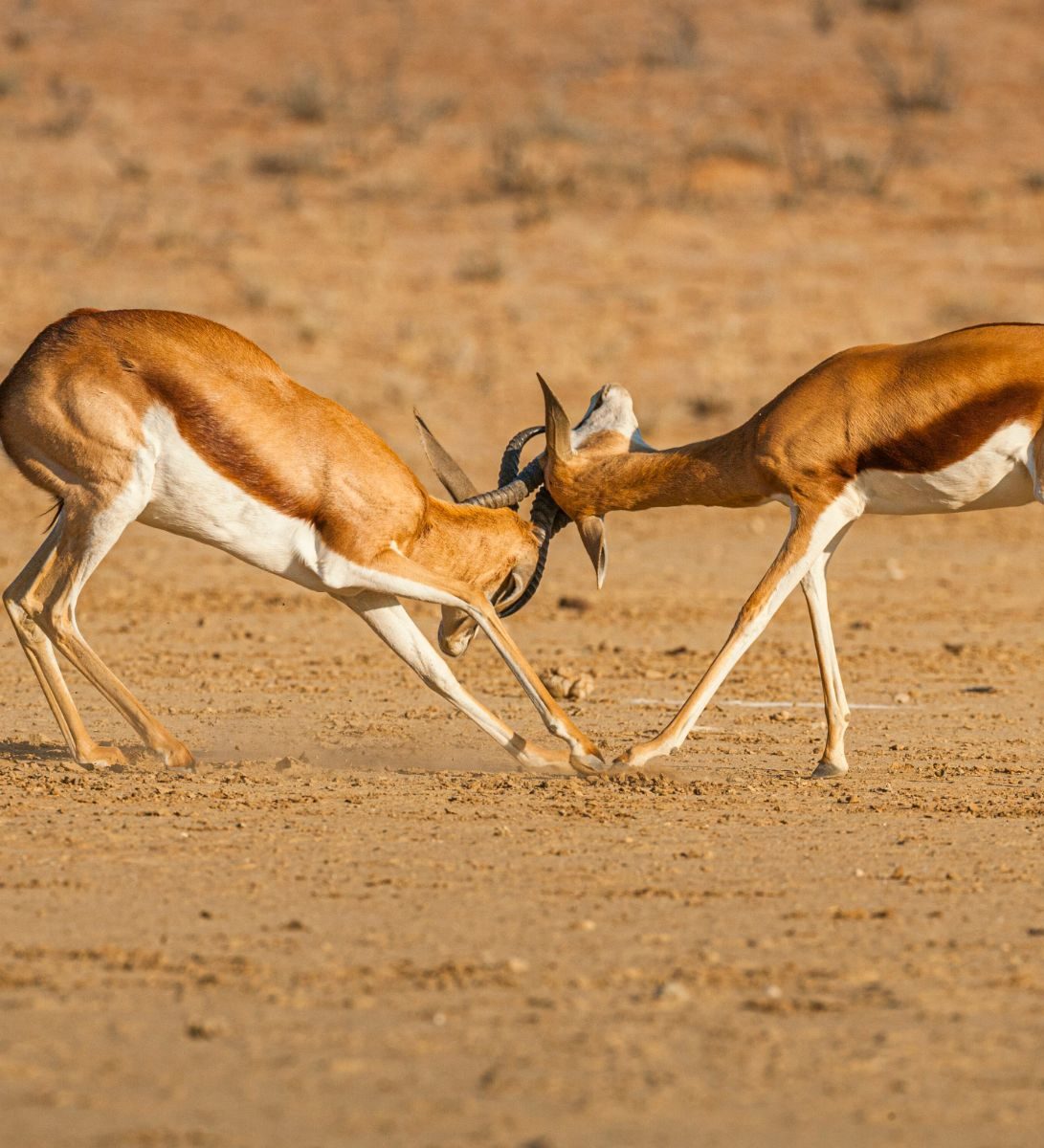 Rondreis Zuid-Afrika, Kgalagadi, 2 steenbokken