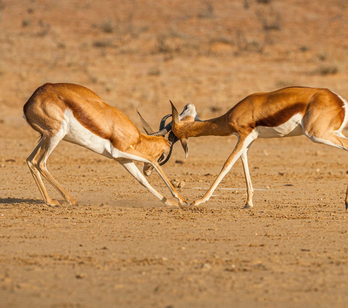Rondreis-Zuid-Afrika-Kgalagadi-2-steenbokken-aspect-ratio-565-500