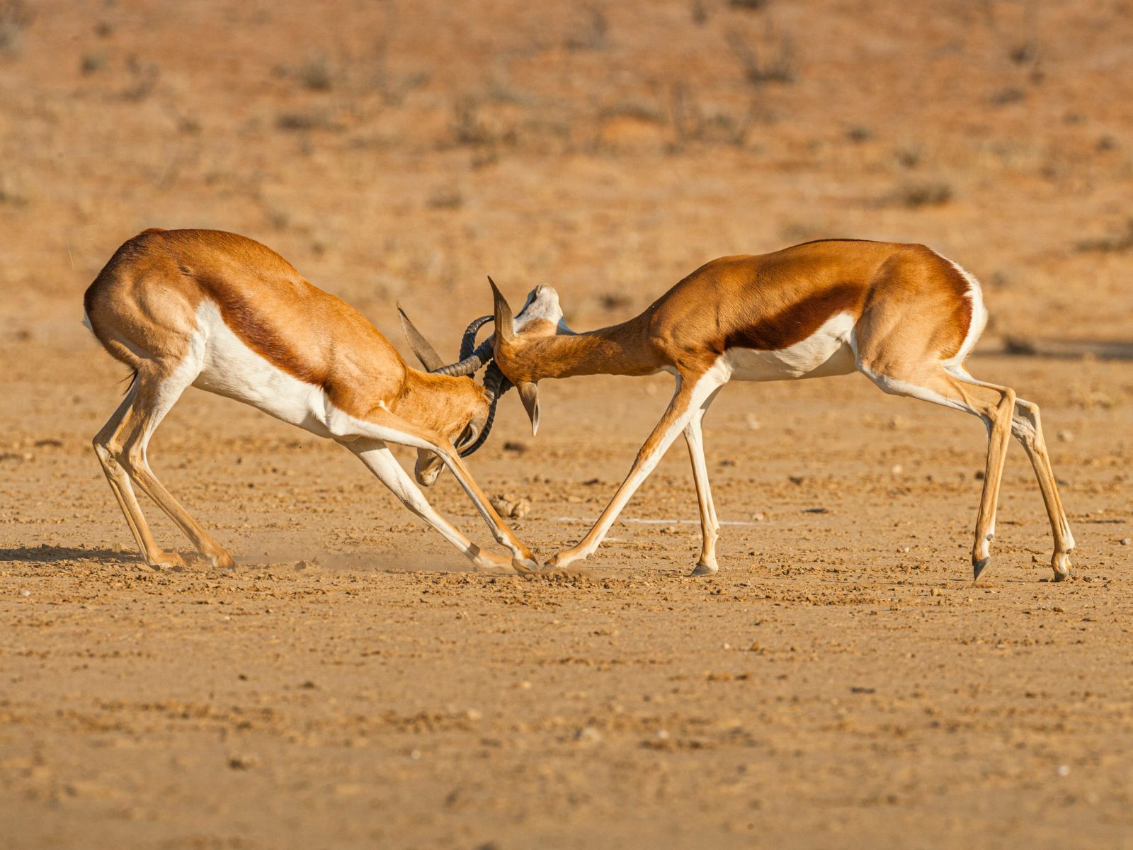 Rondreis Zuid-Afrika, Kgalagadi, 2 steenbokken