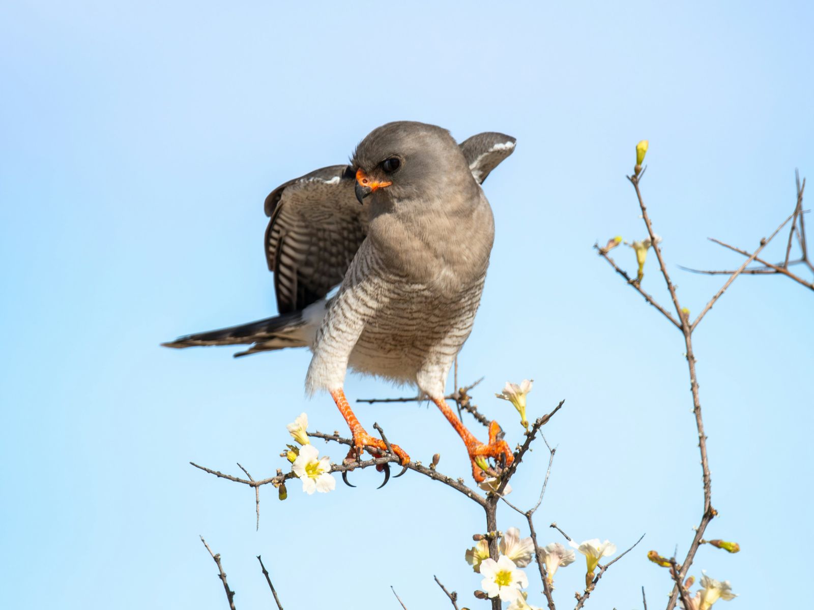 Rondreis Zuid-Afrika, Kgalagadi, vogel in boom