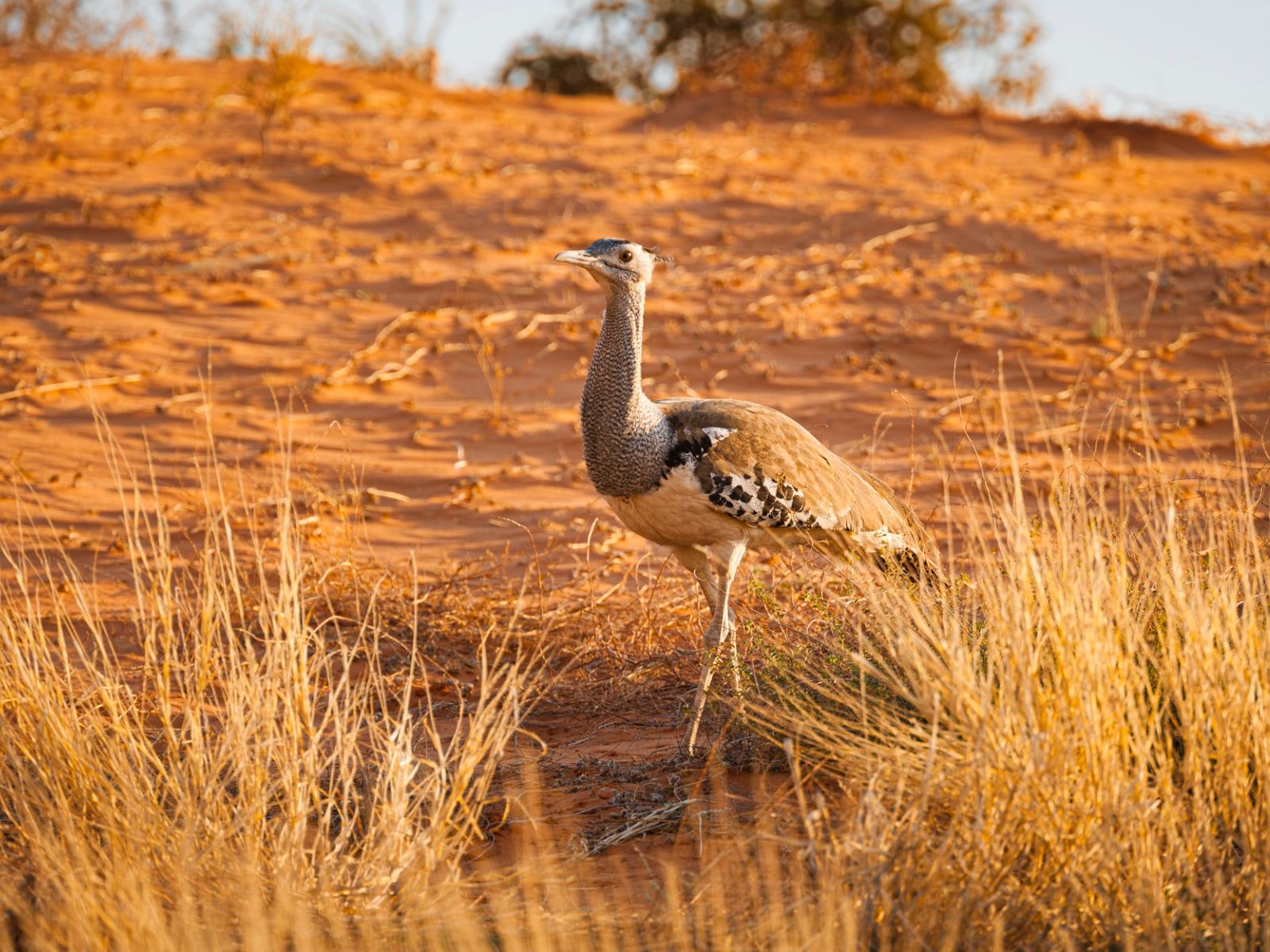 Rondreis Zuid-Afrika, Kgalagadi, vogel op de grond