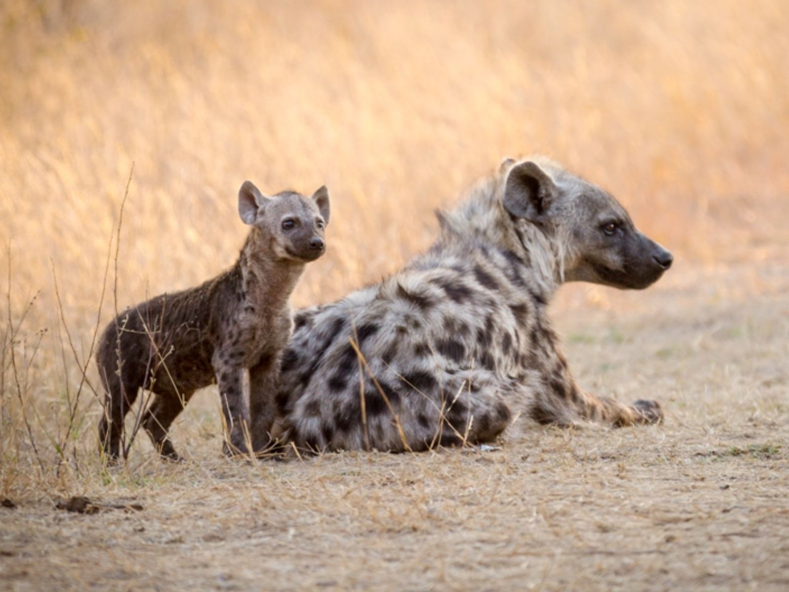 Rondreis Zuid-Afrika, Kruger National Park, Hyena's