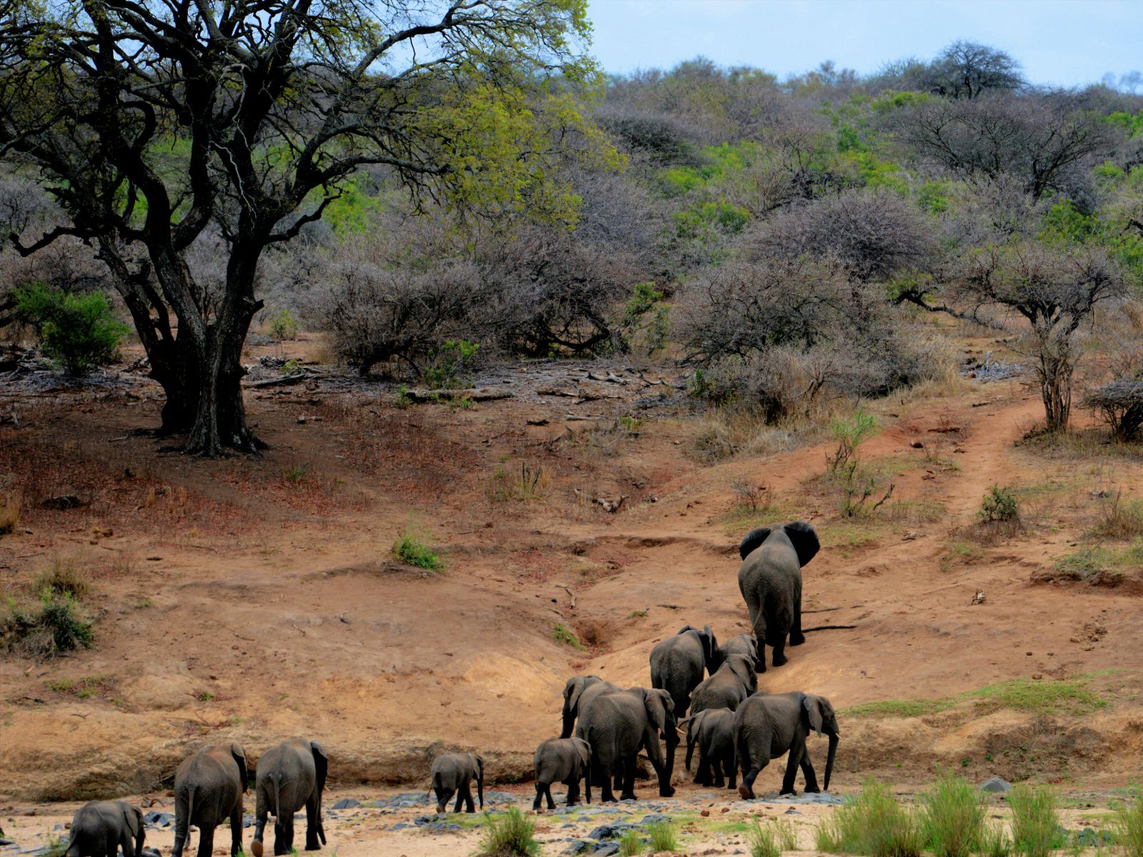 Rondreis Zuid- Afrika, Kruger National Park, olifant kudde
