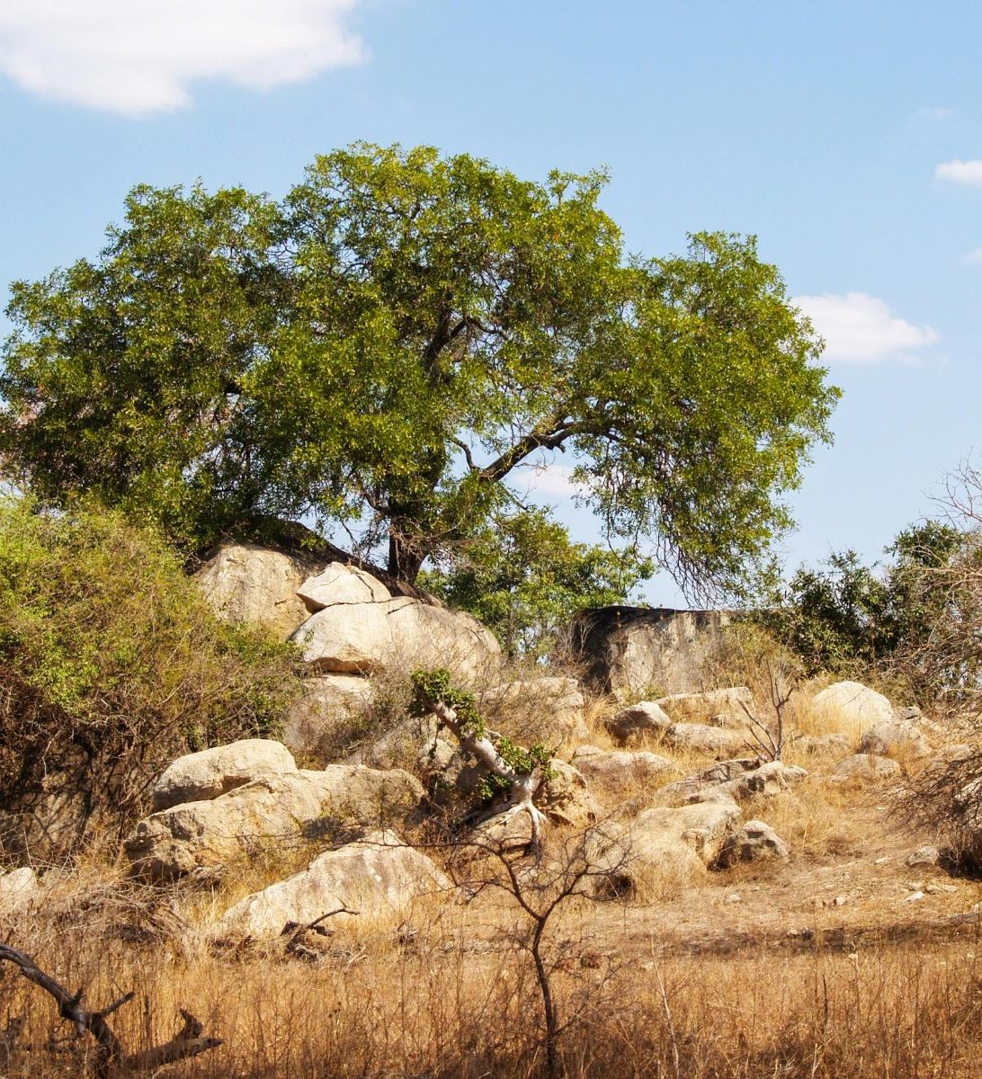 Rondreis Zuid- Afrika, Kruger National Park, rotsen en boom