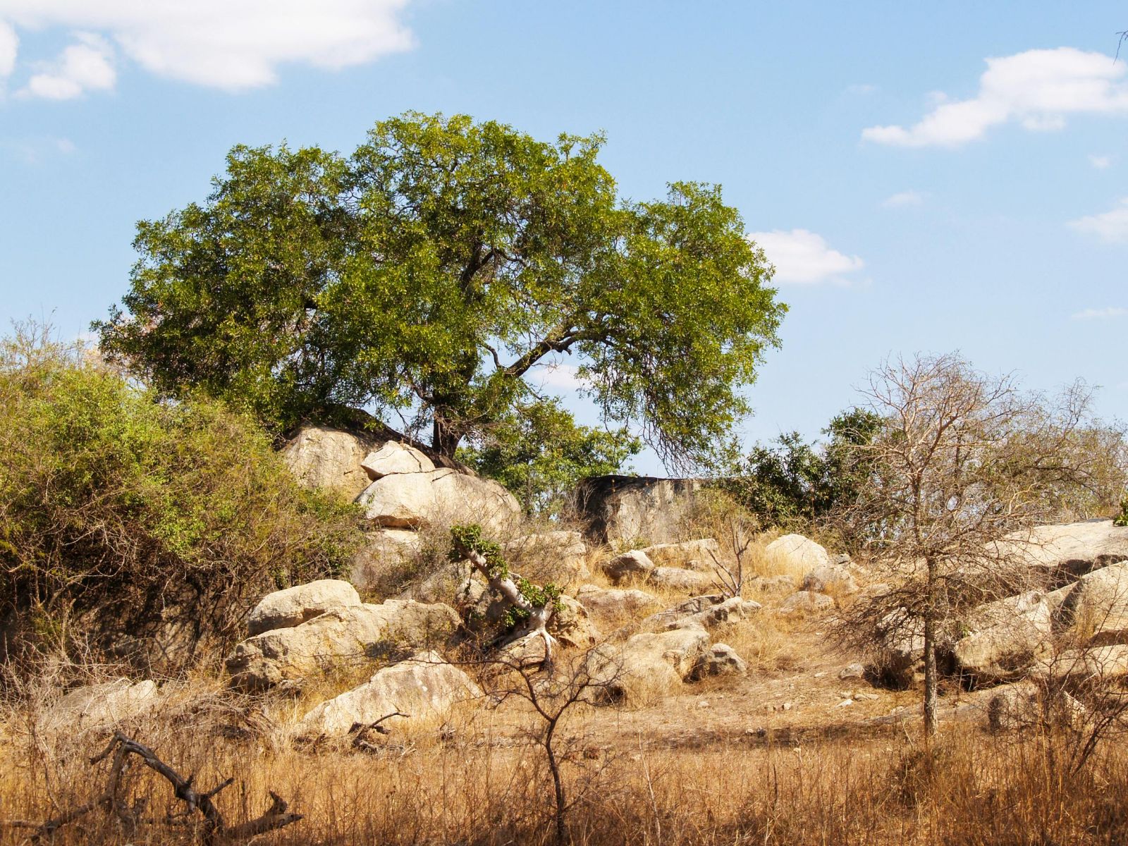 Rondreis Zuid- Afrika, Kruger National Park, rotsen en boom