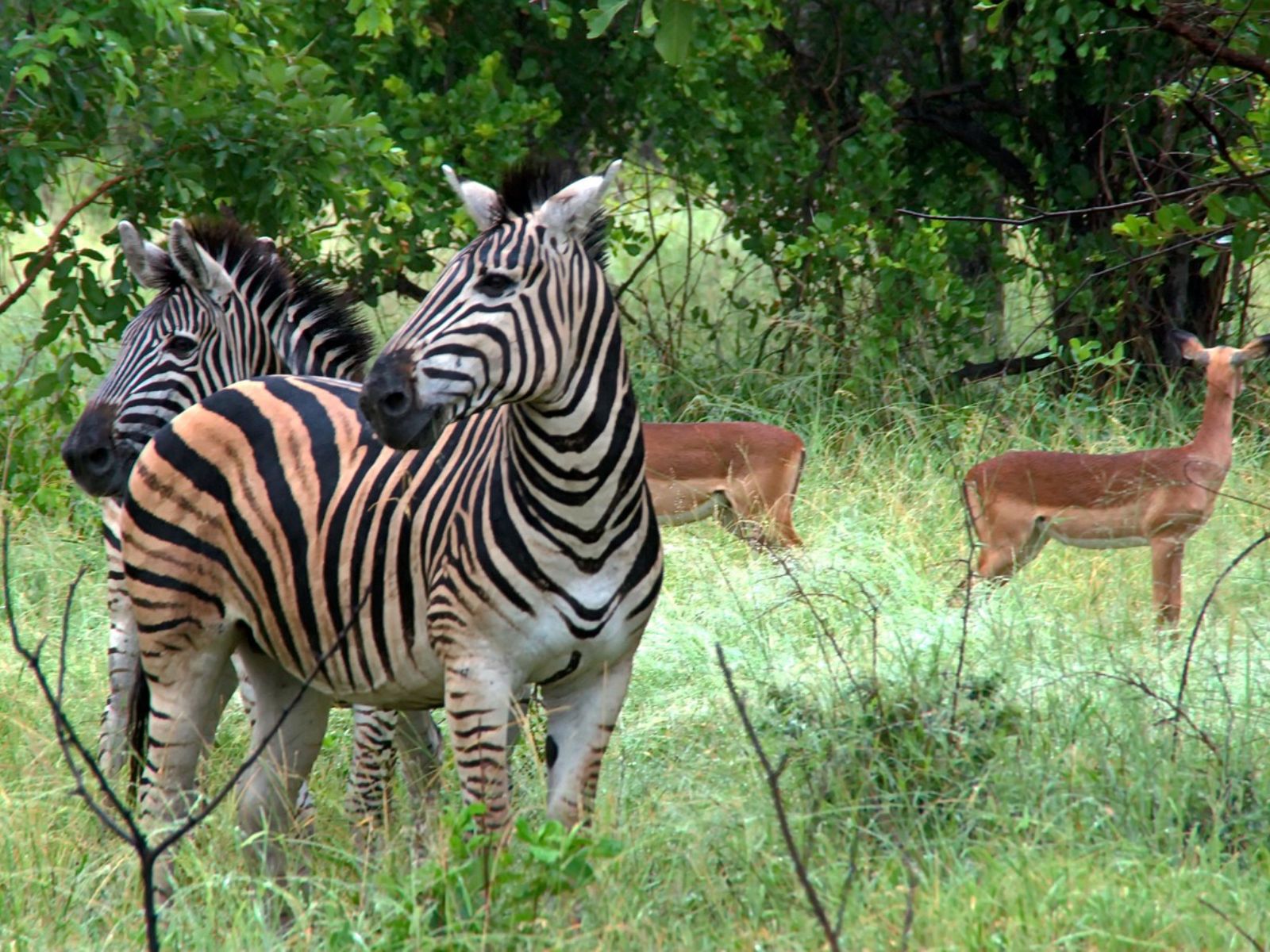 Rondreis Zuid- Afrika, Kruger National Park, zebra en nyala