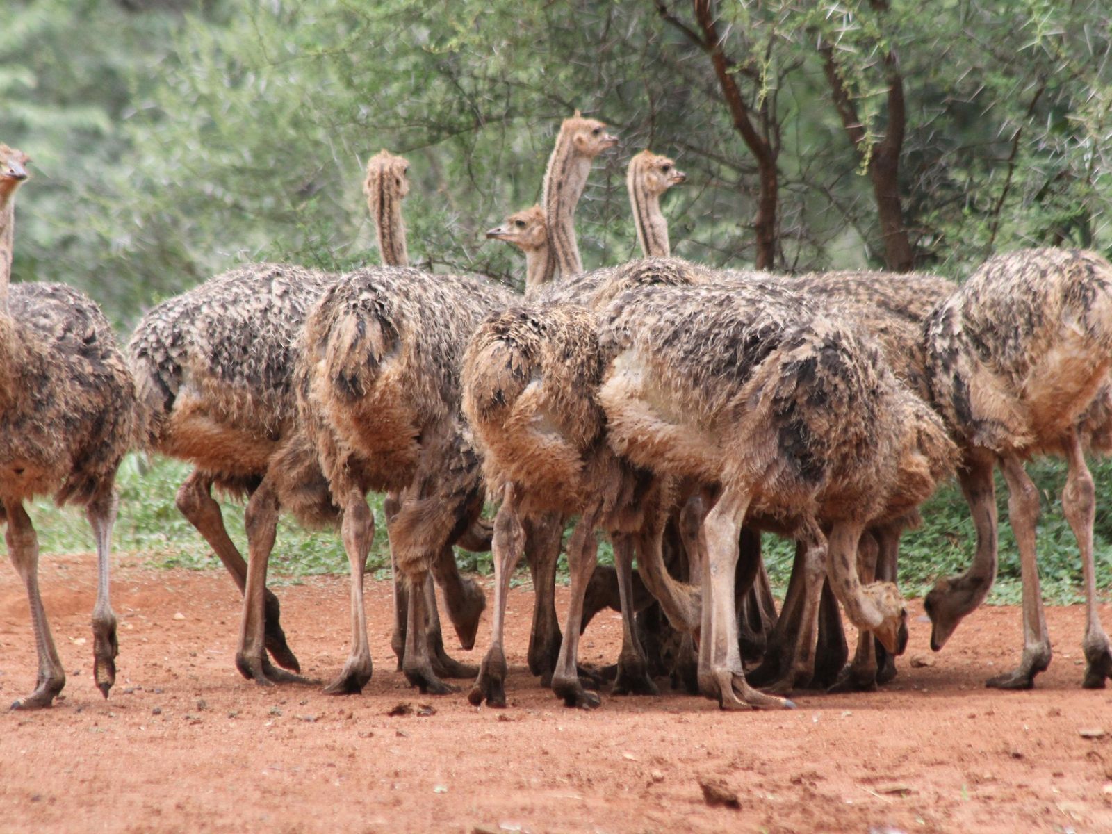 Rondreis Zuid-Afrika, Limpopo Transfrontier Park, struisvogels