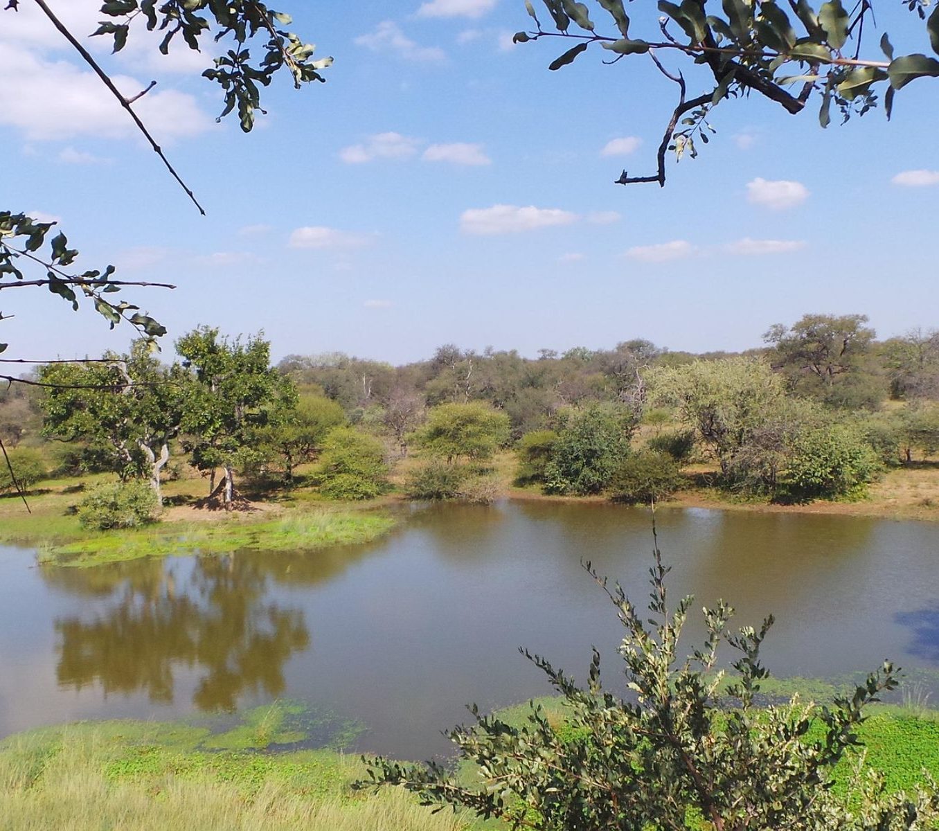 Rondreis Zuid-Afrika, Limpopo Transfrontier Park, waterhole