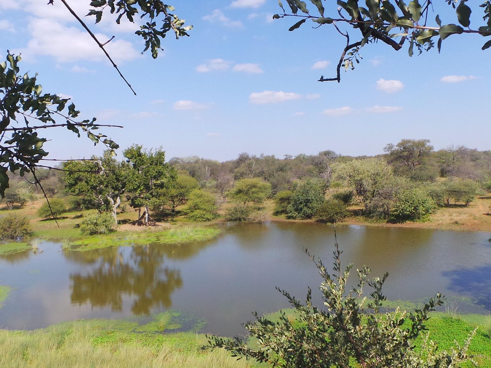 Rondreis Zuid-Afrika, Limpopo Transfrontier Park, waterhole