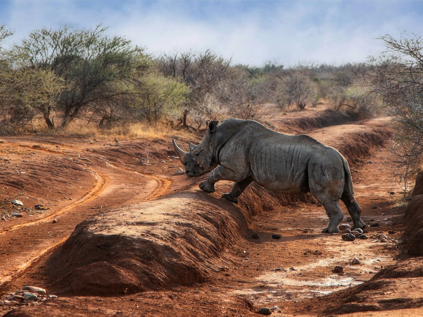Rondreis Zuid-Afrika, Madikwe Game Reserve, neushoorn