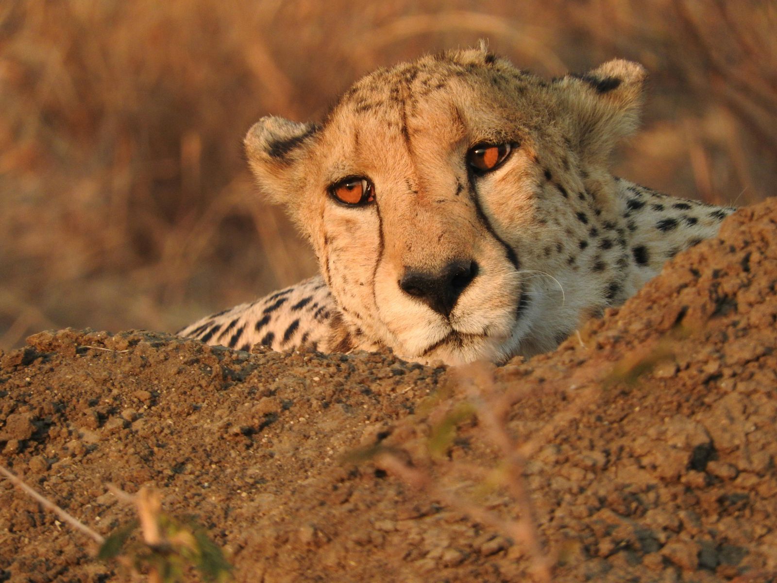 Rondreis Zuid-Afrika, Madikwe Game Reserve, volwassen cheetah